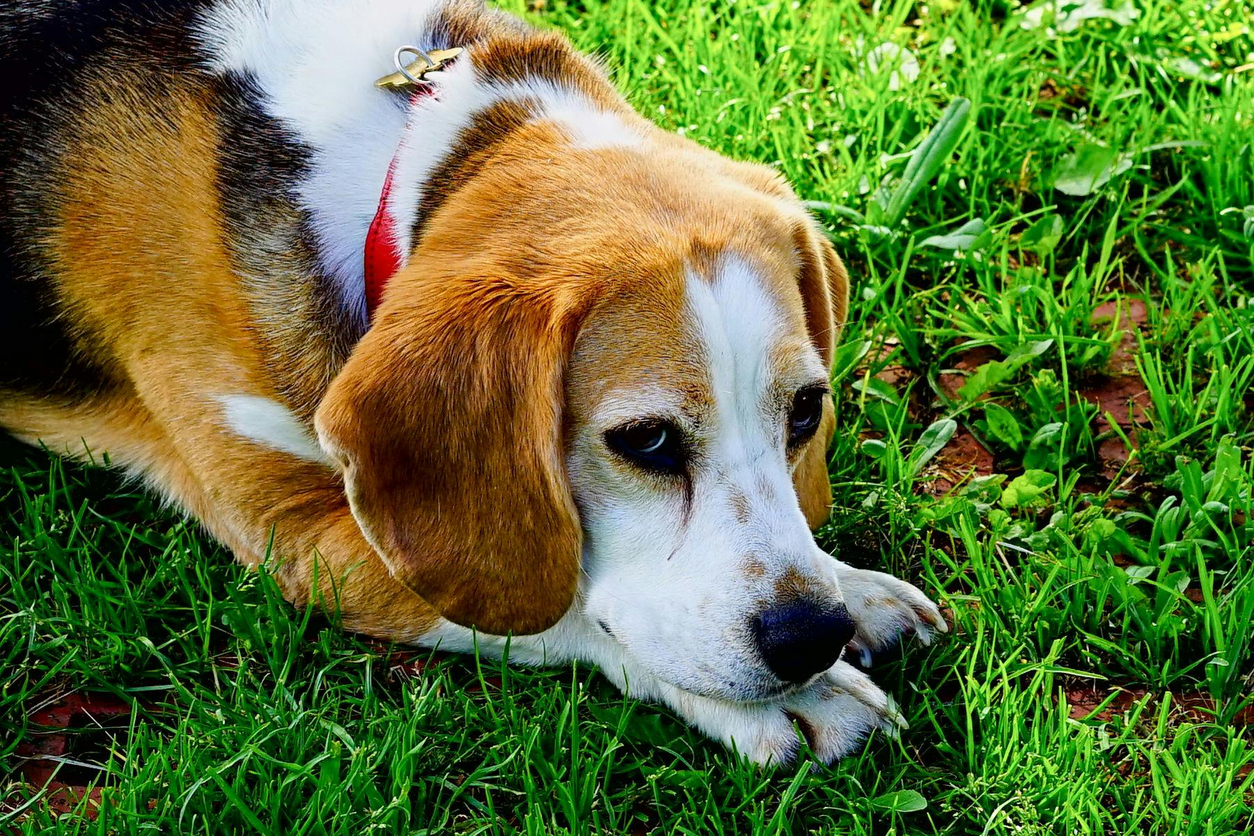 Top Dog Sitters and Boarders in Colorado Springs, CO Wag!