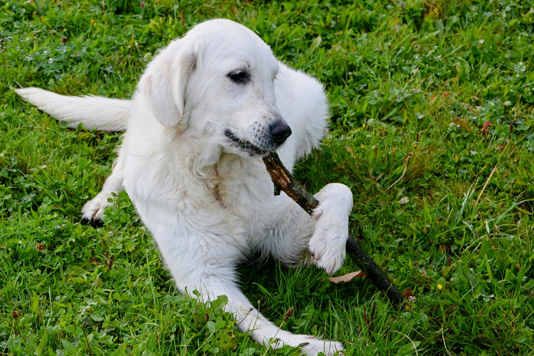 Top Dog Sitters and Boarders in Colorado Springs, CO Wag!