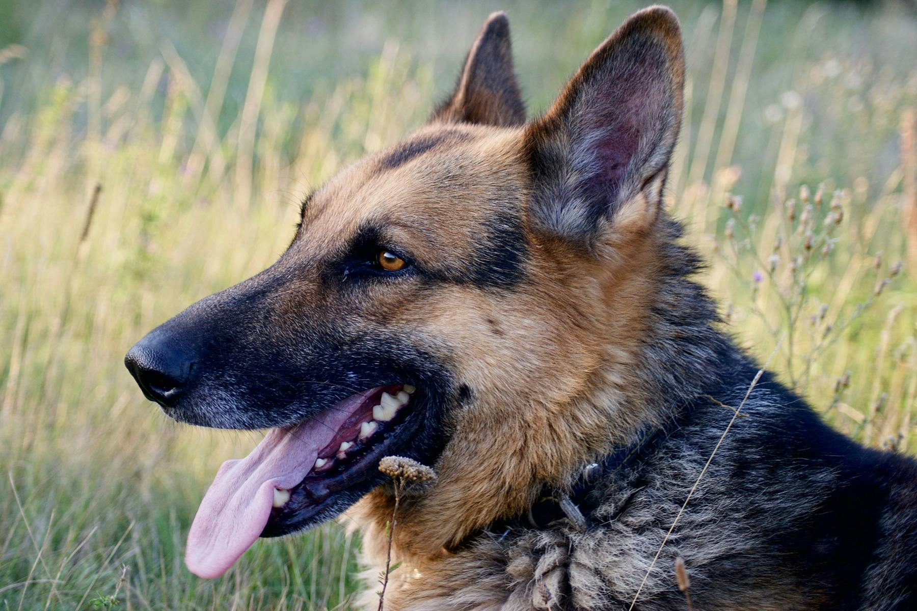 Top Dog Sitters and Boarders in Colorado Springs, CO Wag!