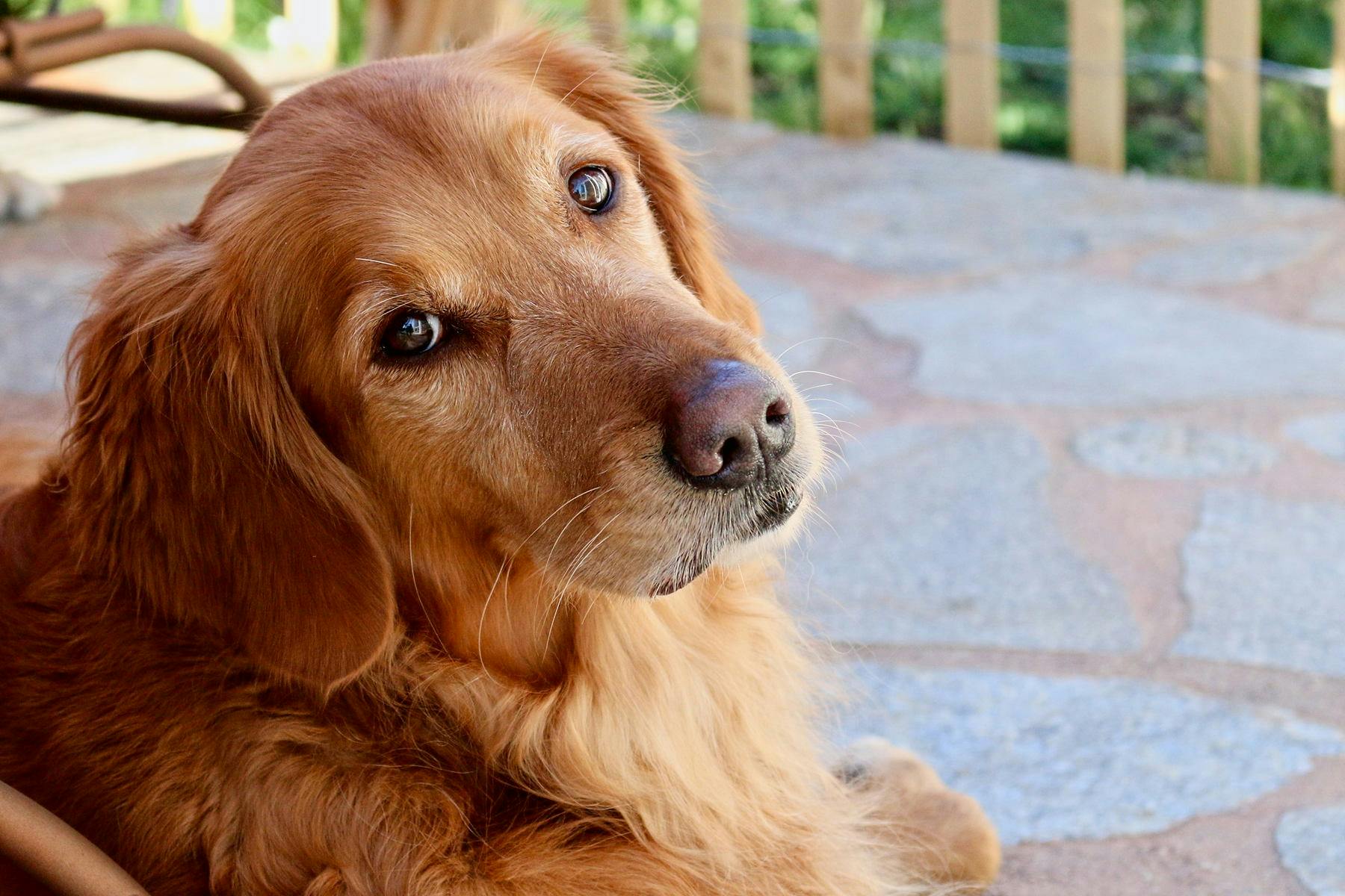 Woof Gang Bakery & Grooming