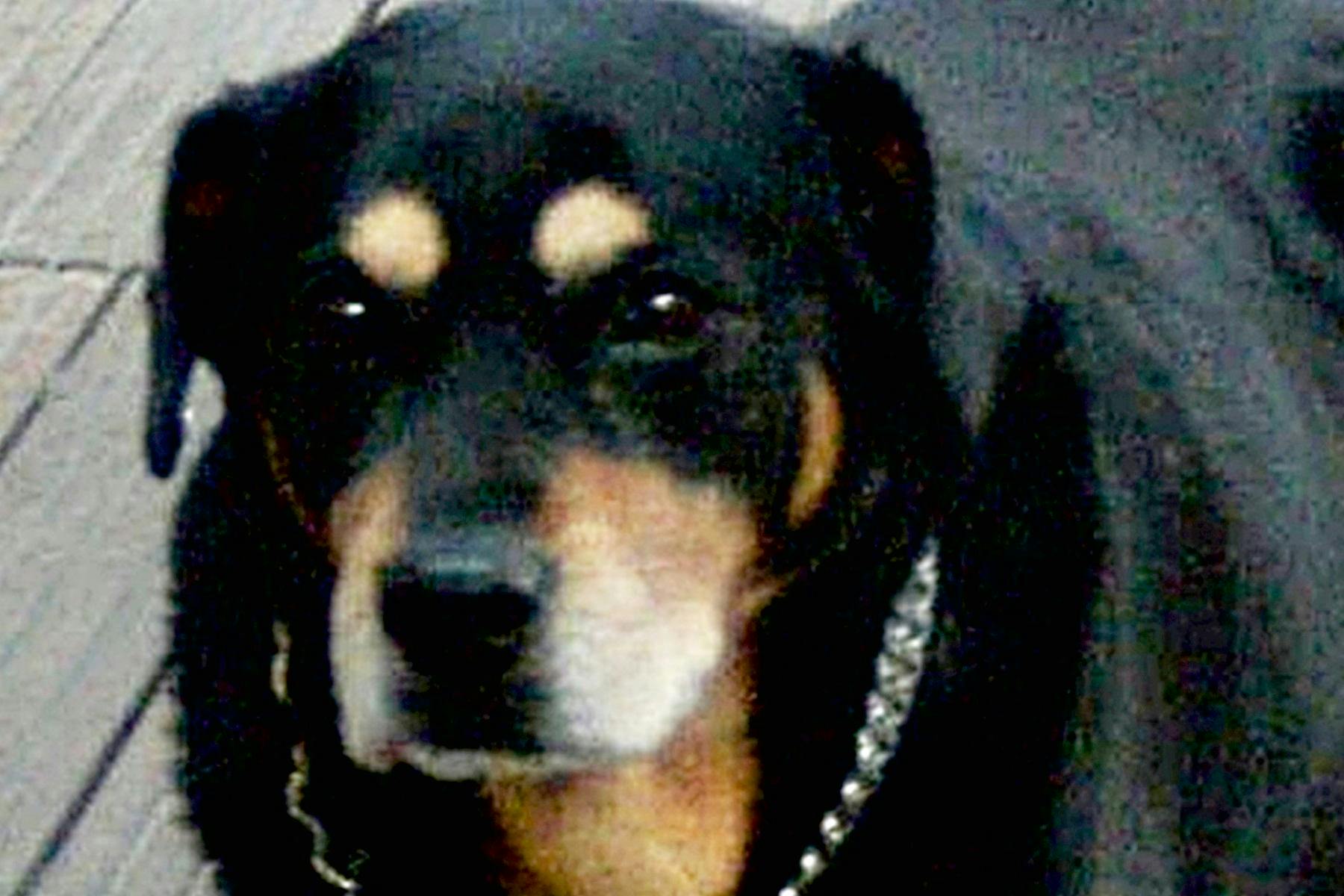 The Peabody Memphis Ducks