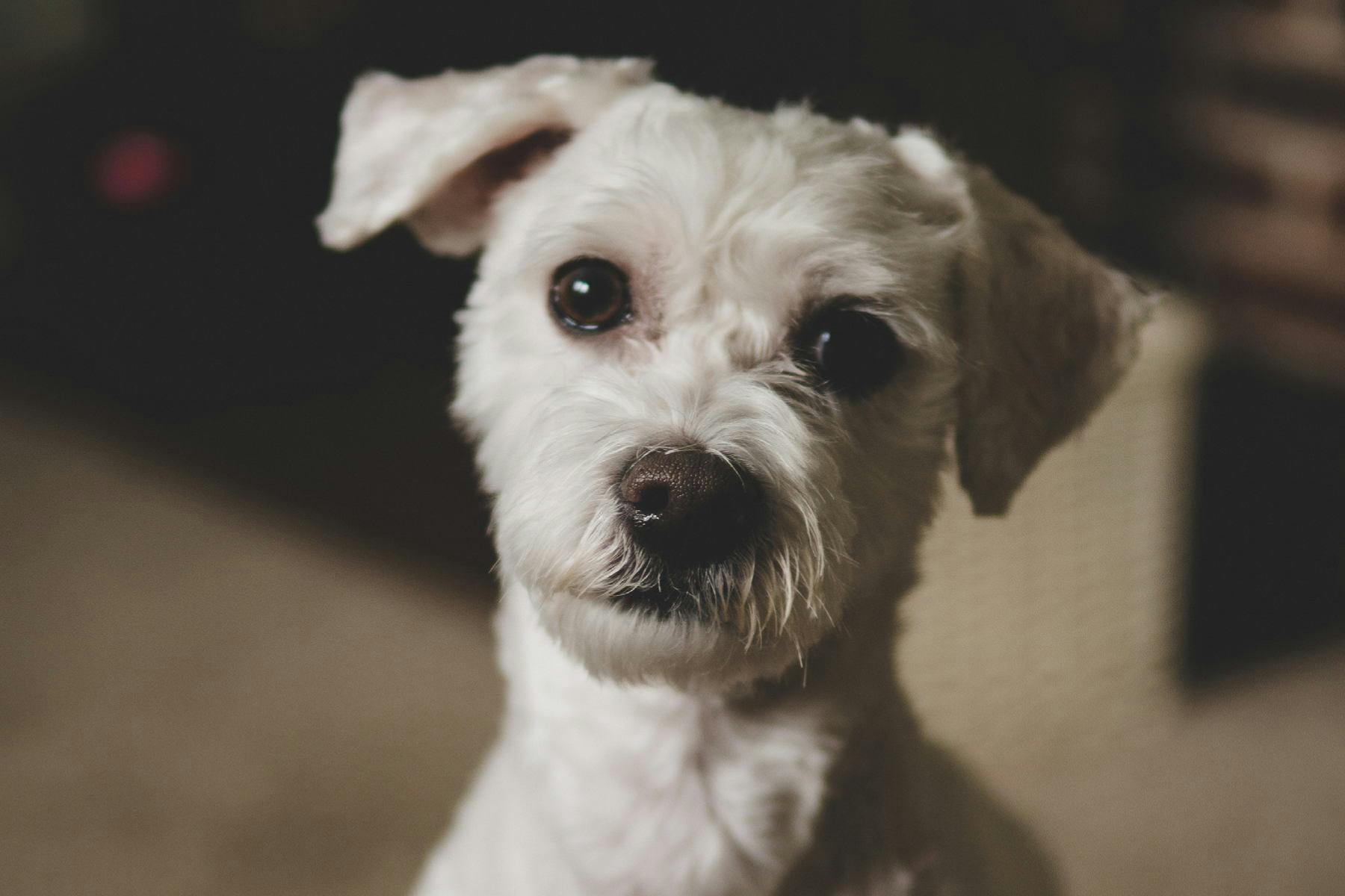 Top Dog Sitters and Boarders in Dallas, TX Wag!