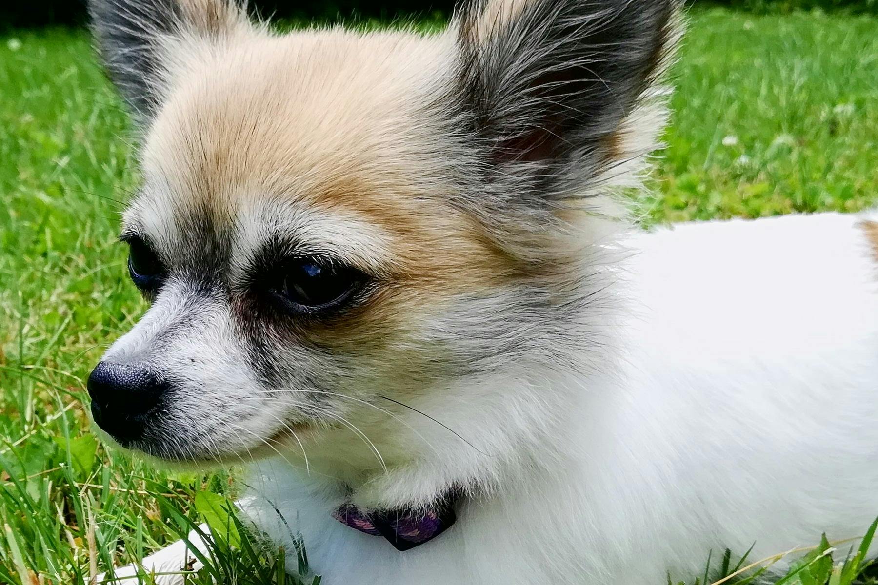 Top Dog Sitters and Boarders in Daytona Beach, FL Wag!