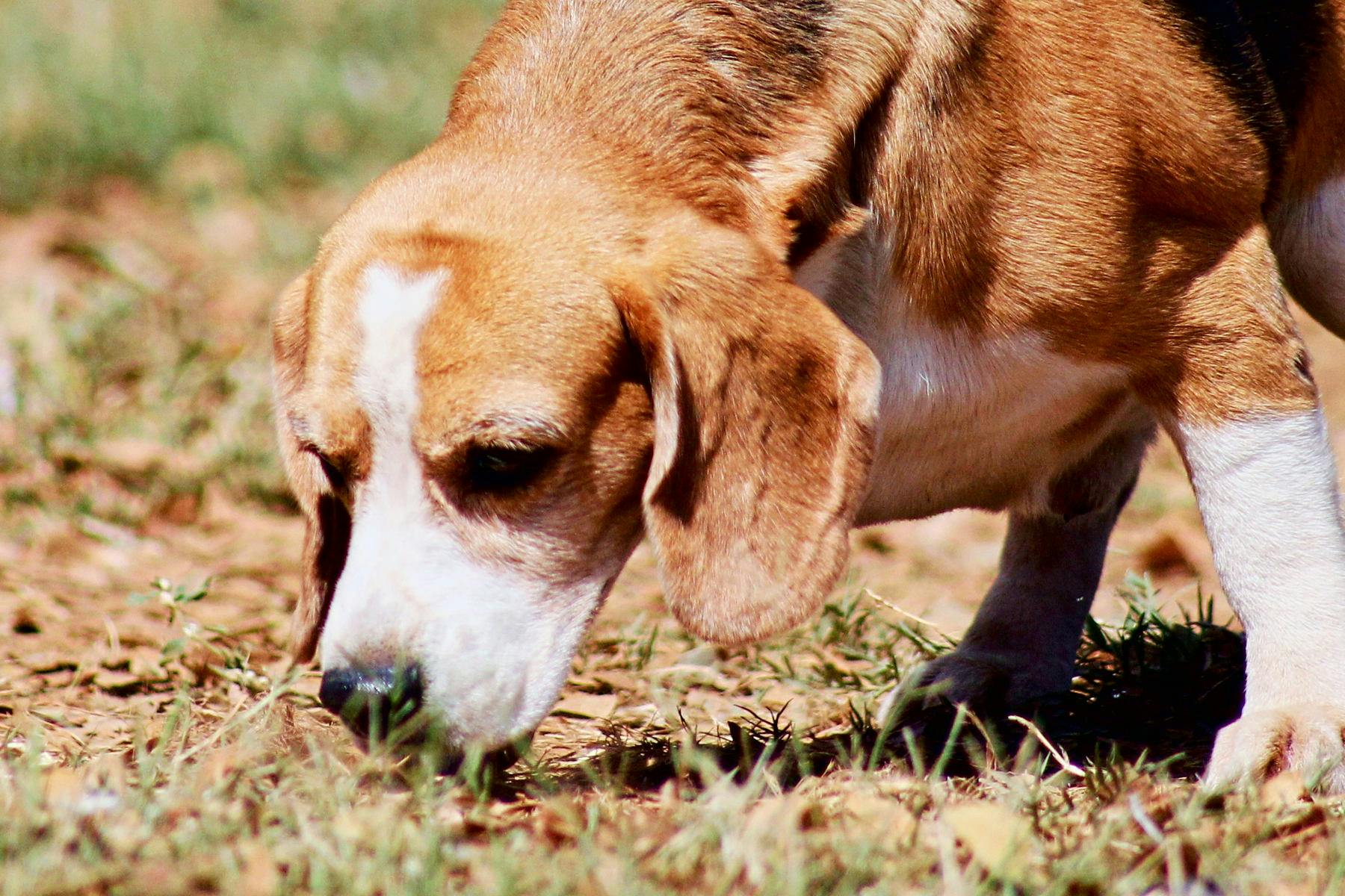 Des Moines Farmer's Market