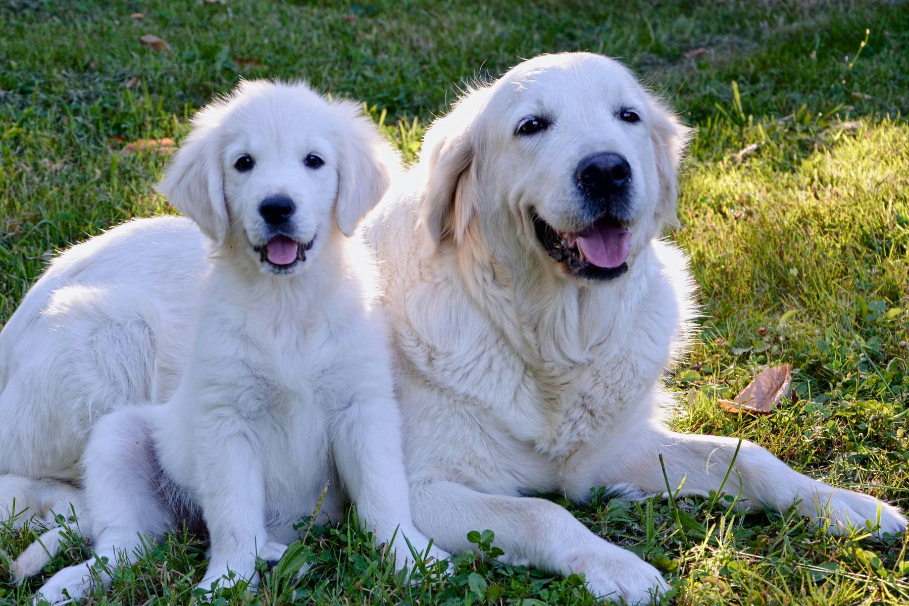 Dog Days of Summer at I-Cubs