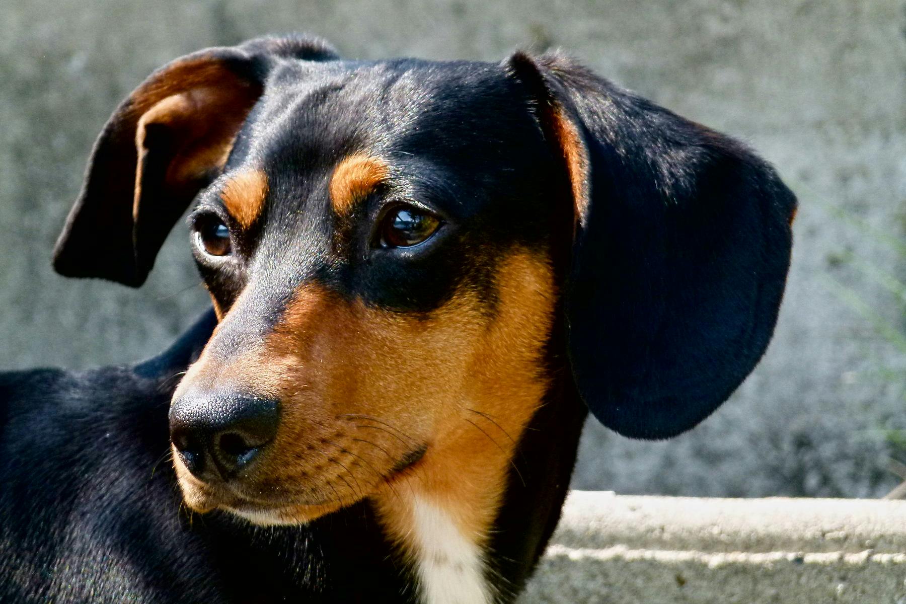 Pooch Paddle Dog Swim