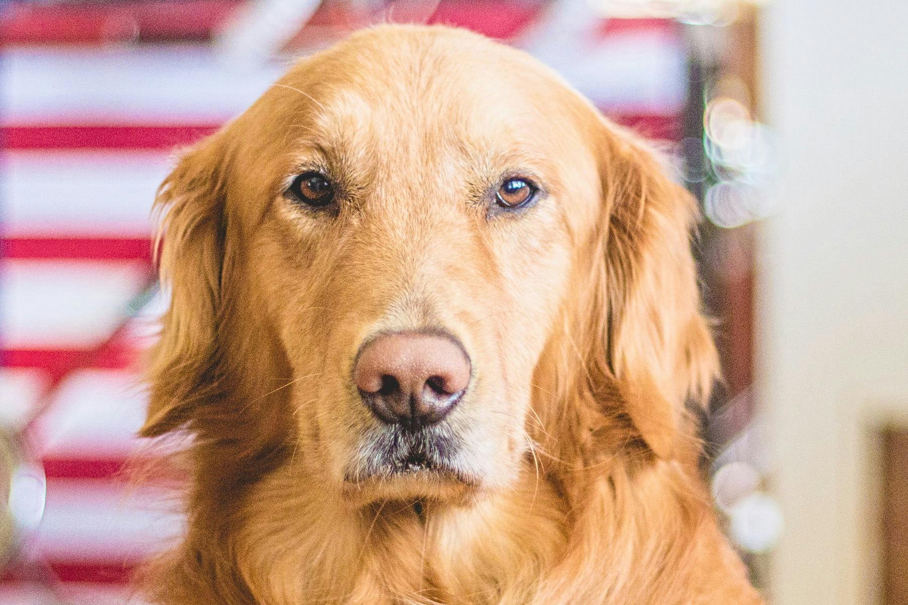 Riverfront Canine Club Pack Walks