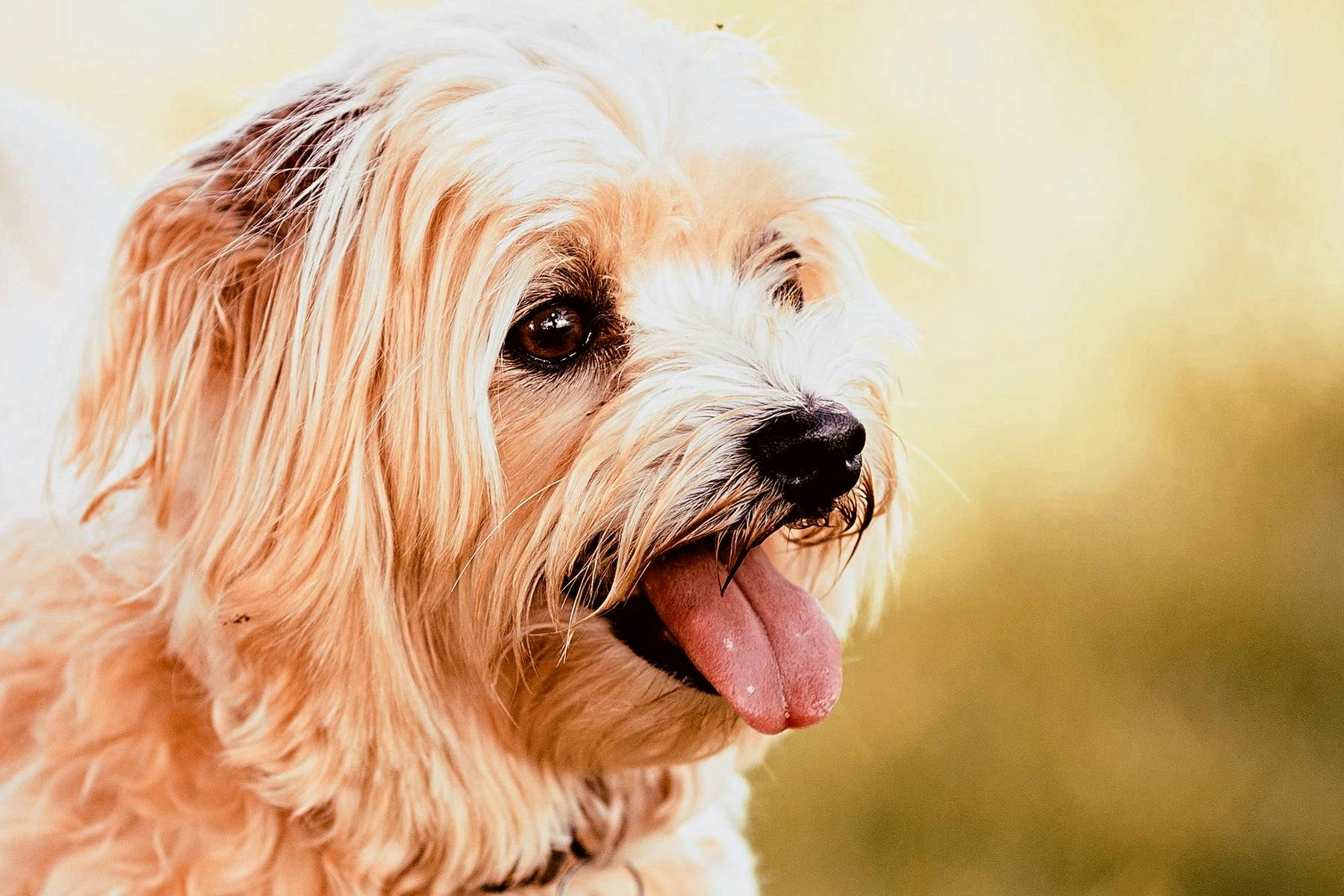 Doggie Fashion Parade