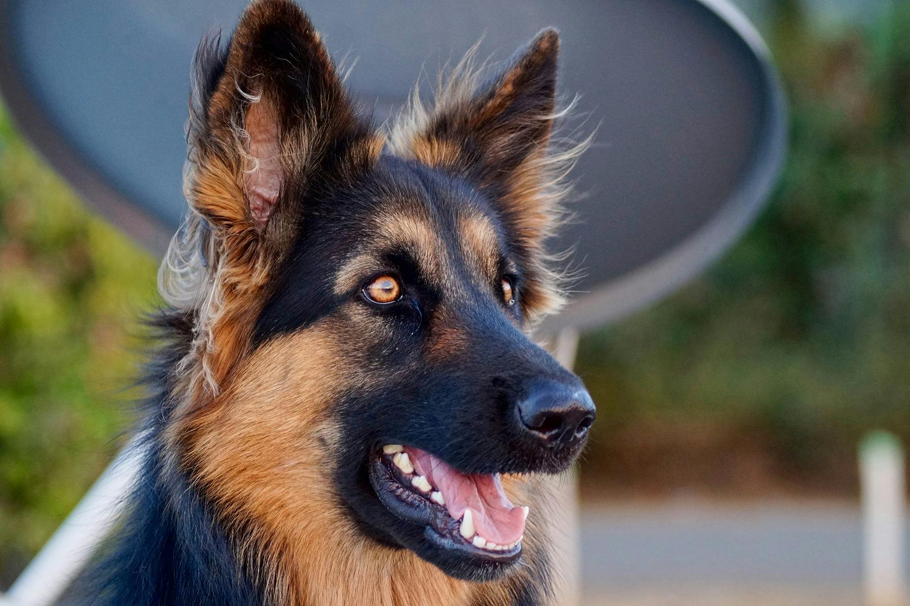Dequindre Cut Greenway