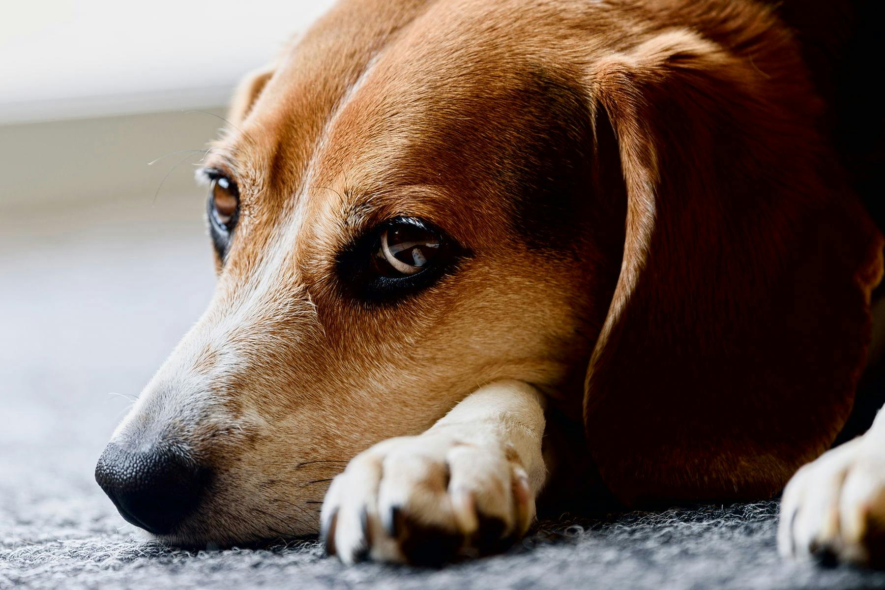 Top Dog Sitters and Boarders in Hemet, CA Wag!