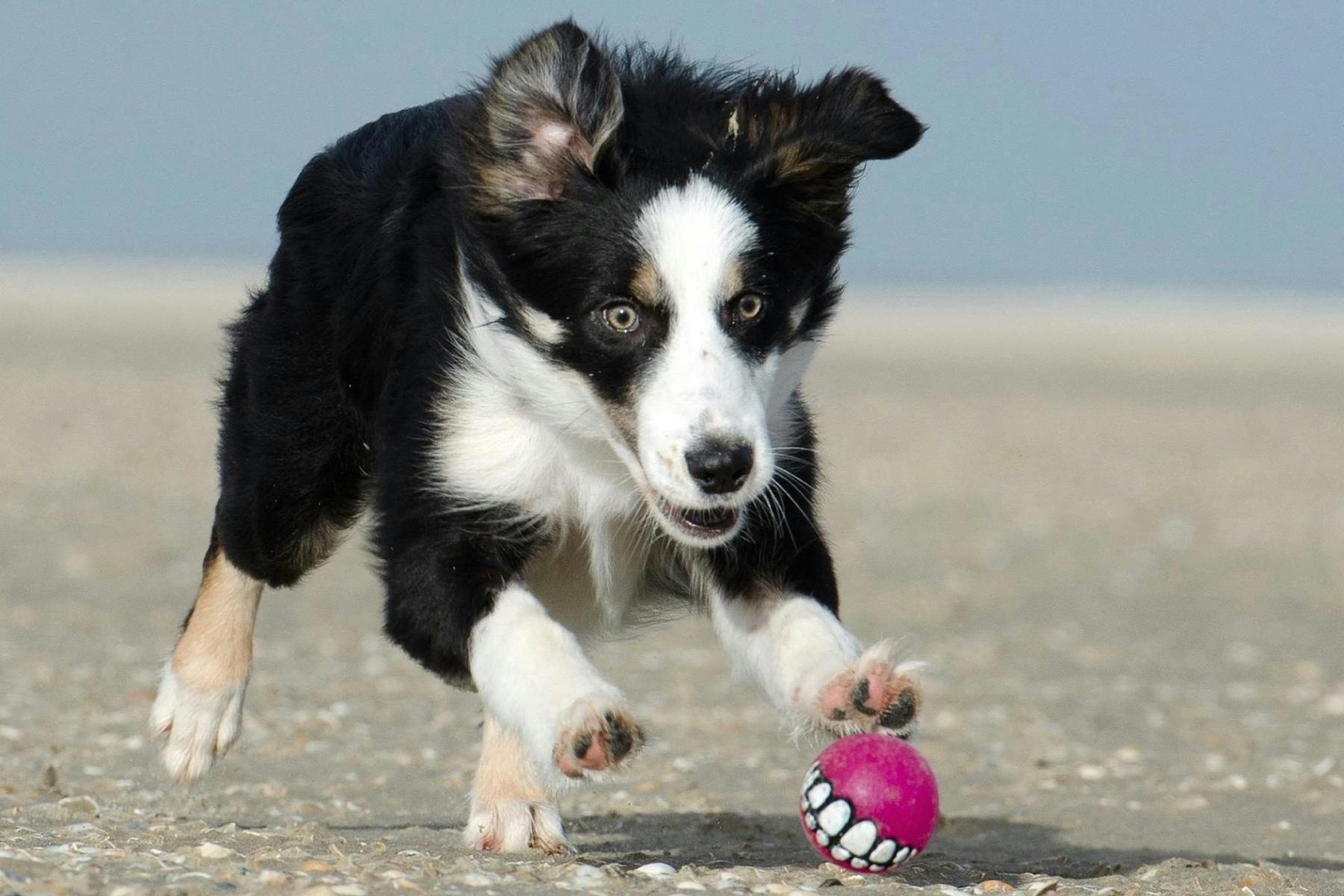 Kunde Family Winery Dog Hikes