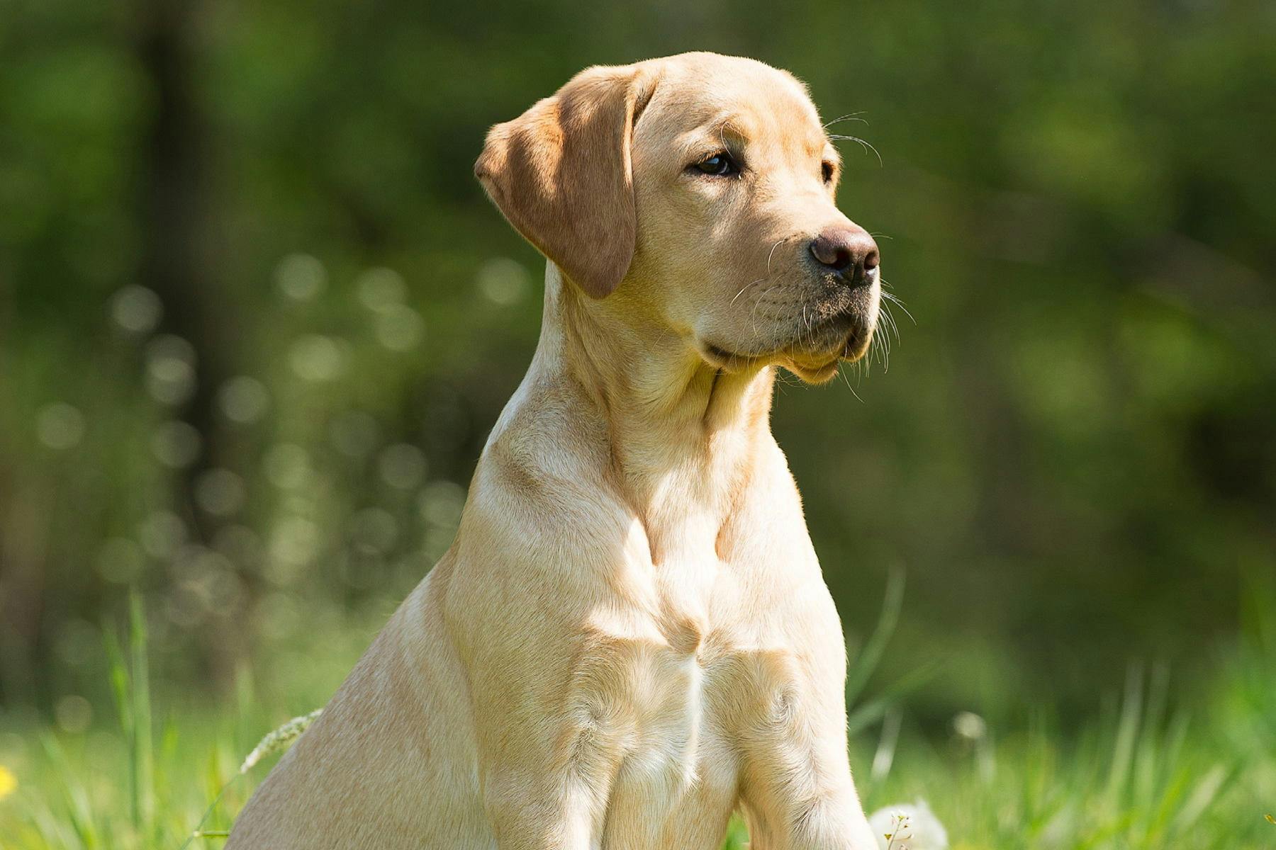 Sonoma-Marin Fair World’s Ugliest Dog Contest