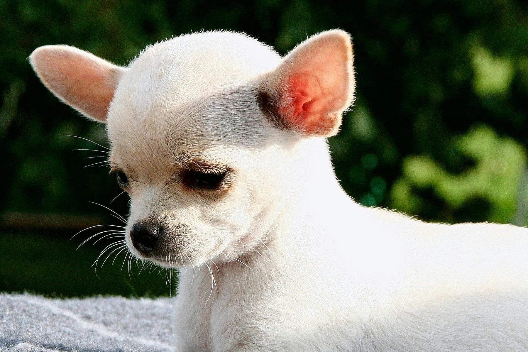 Top Dog Sitters and Boarders in El Paso, TX Wag!