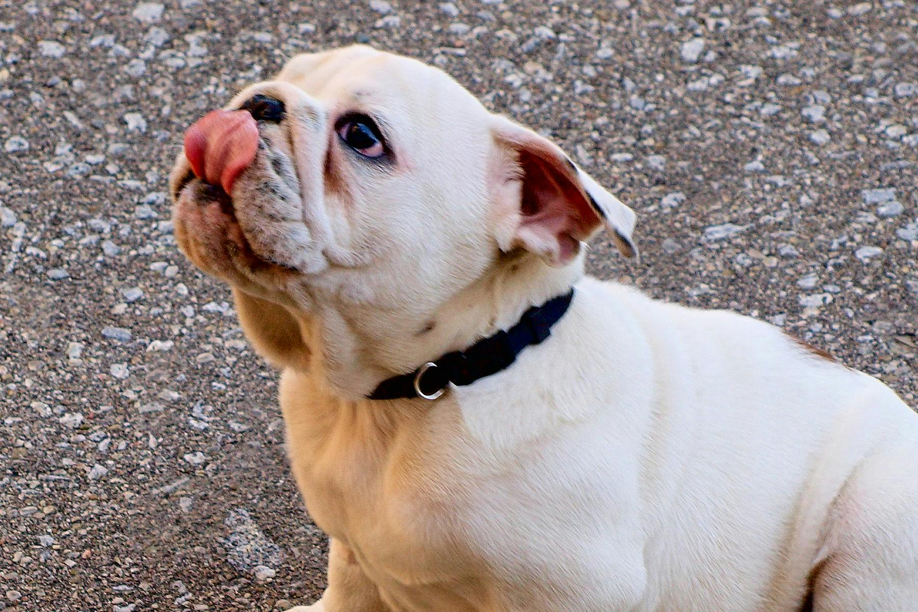 Top Dog Sitters and Boarders in El Paso, TX Wag!