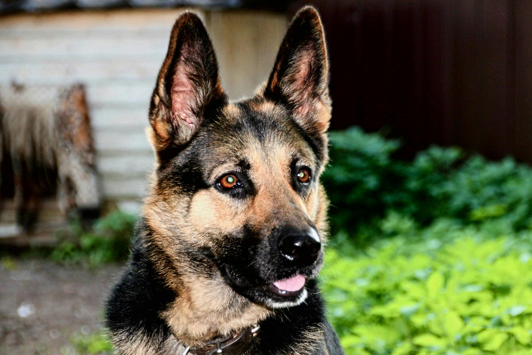 Top Dog Sitters and Boarders in El Paso, TX Wag!