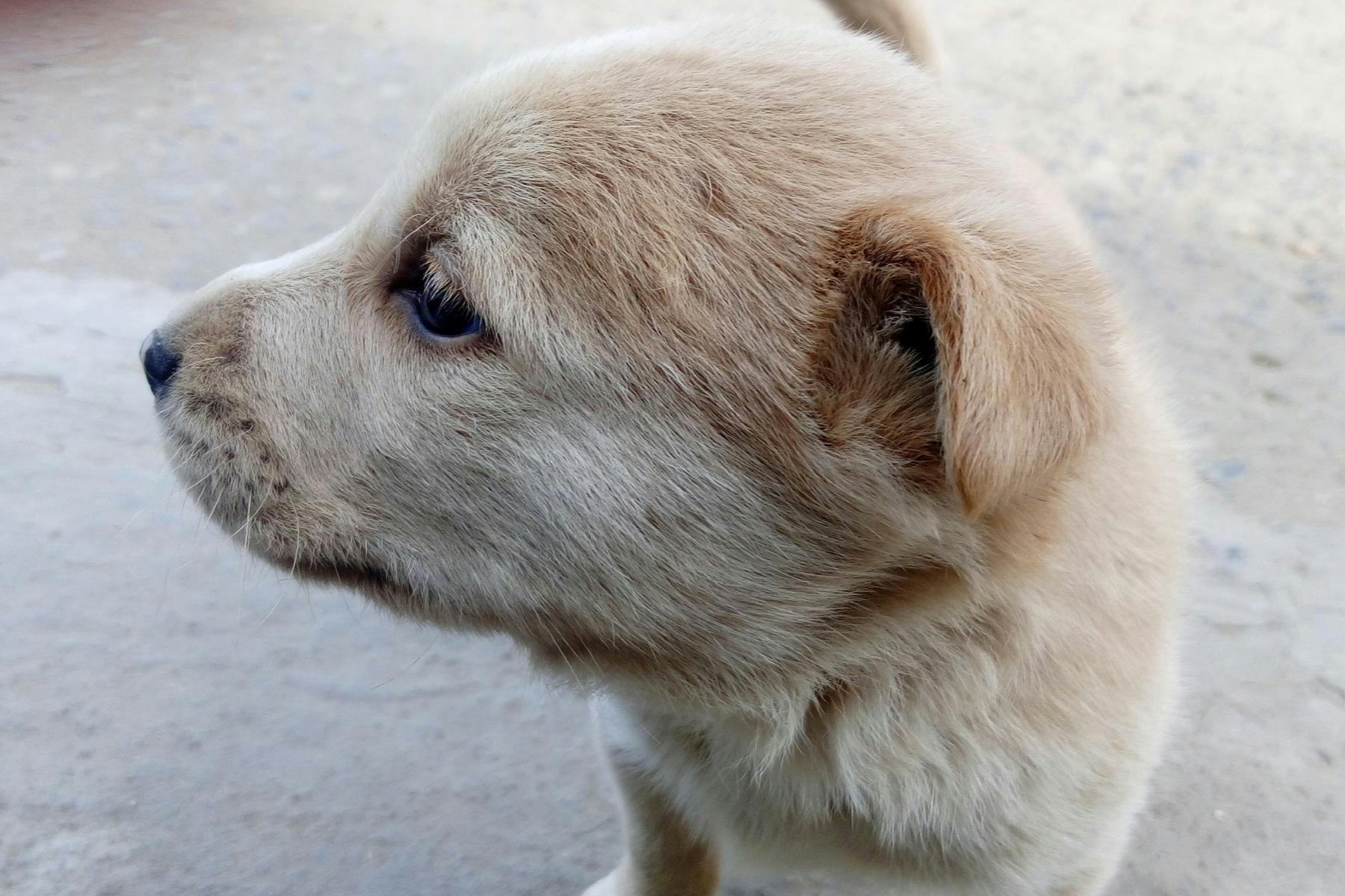 Sacramento SPCA Doggy Dash
