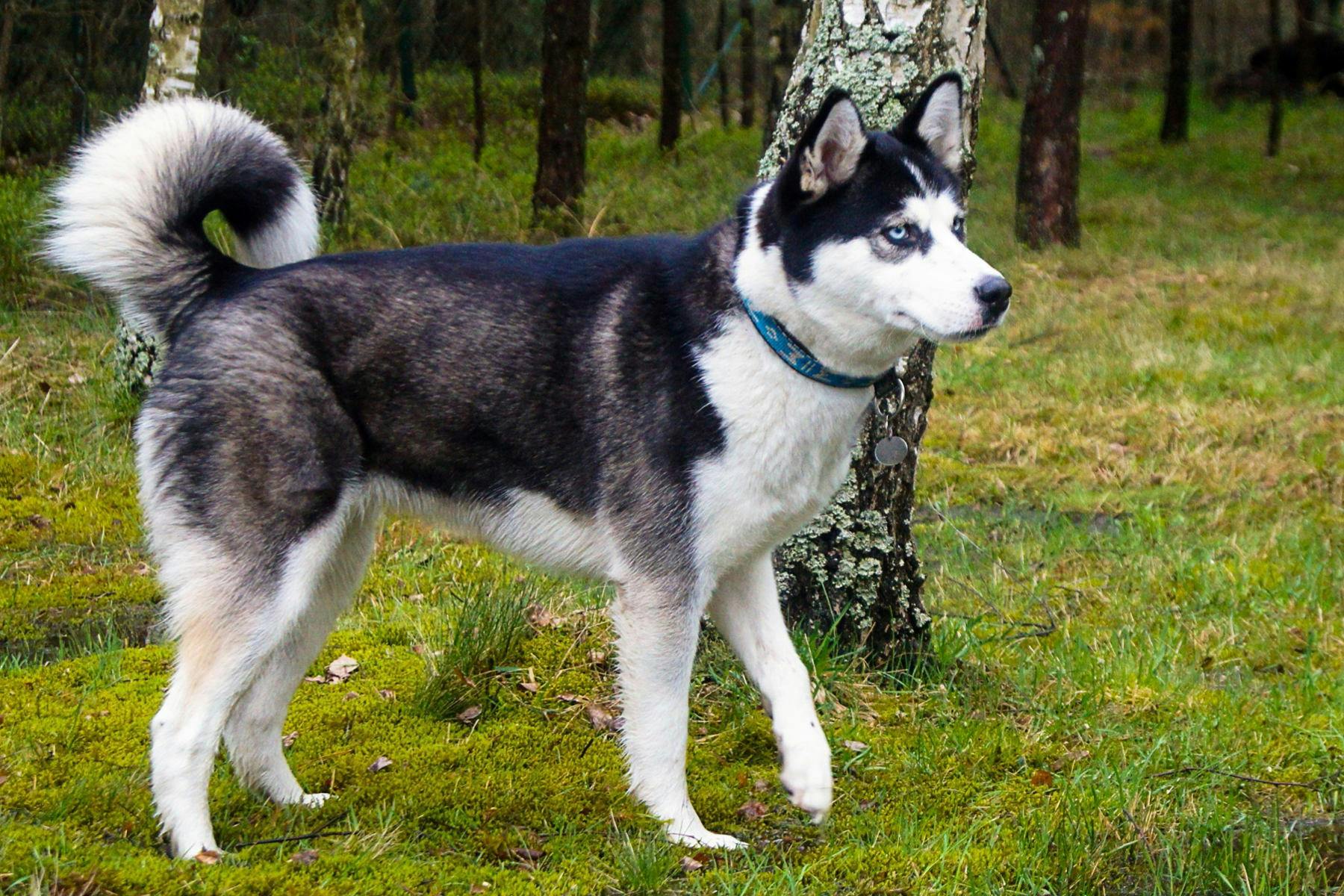 Sacramento SPCA Pup Crawl