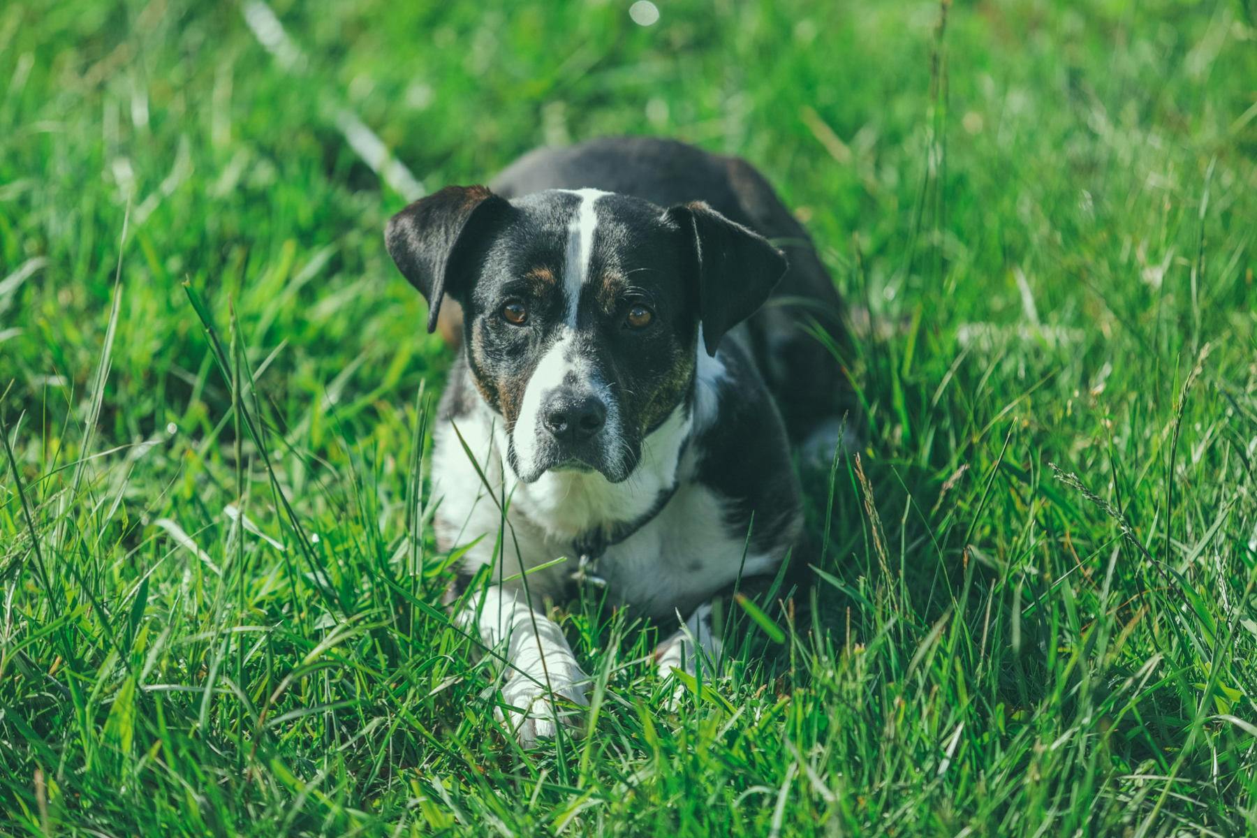 Wag Hotels’ Haunted Howl-o-ween Party