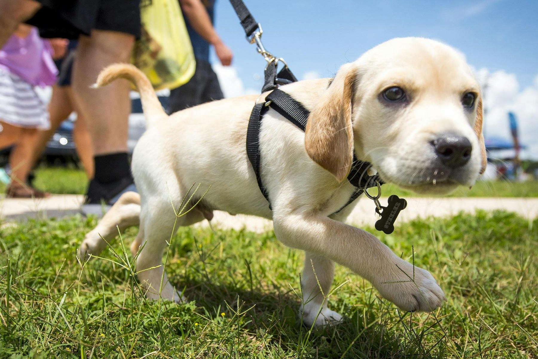 Top Dog Sitters and Boarders in Fairbanks, AK Wag!
