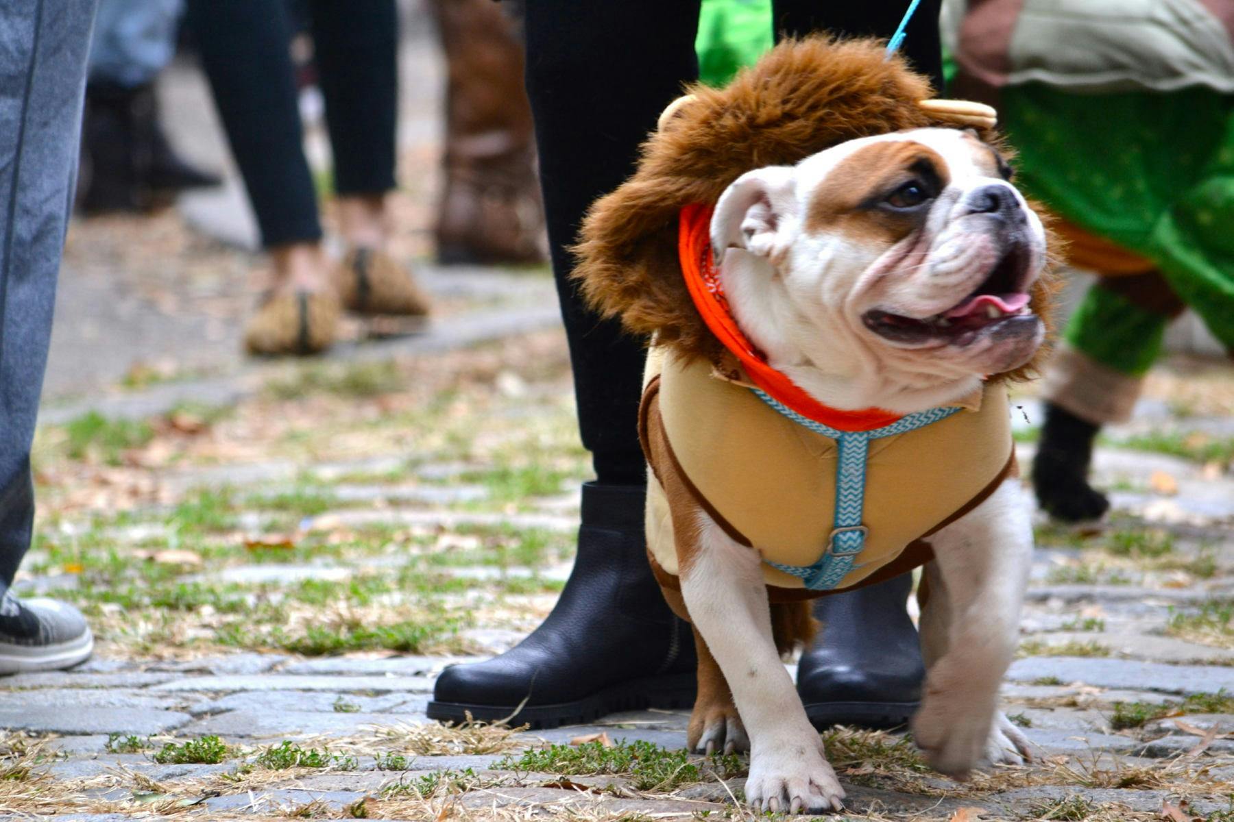 Top Dog Sitters and Boarders in Fairbanks, AK Wag!