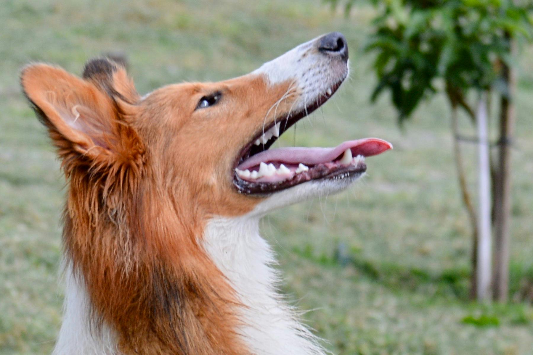 Top Dog Sitters and Boarders in Fort Lauderdale, FL Wag!