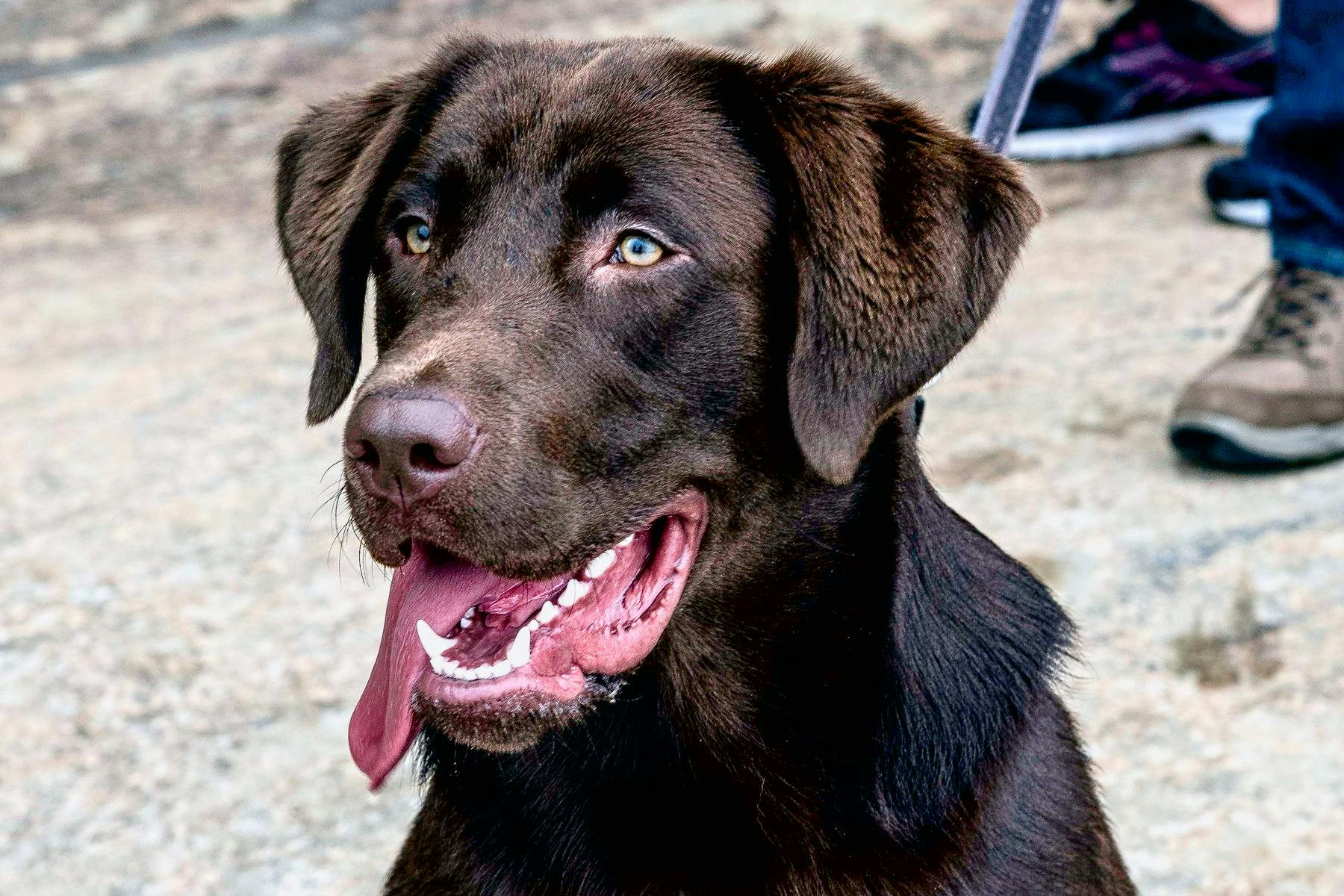 Top Dog Sitters and Boarders in Fort Wayne, IN Wag!