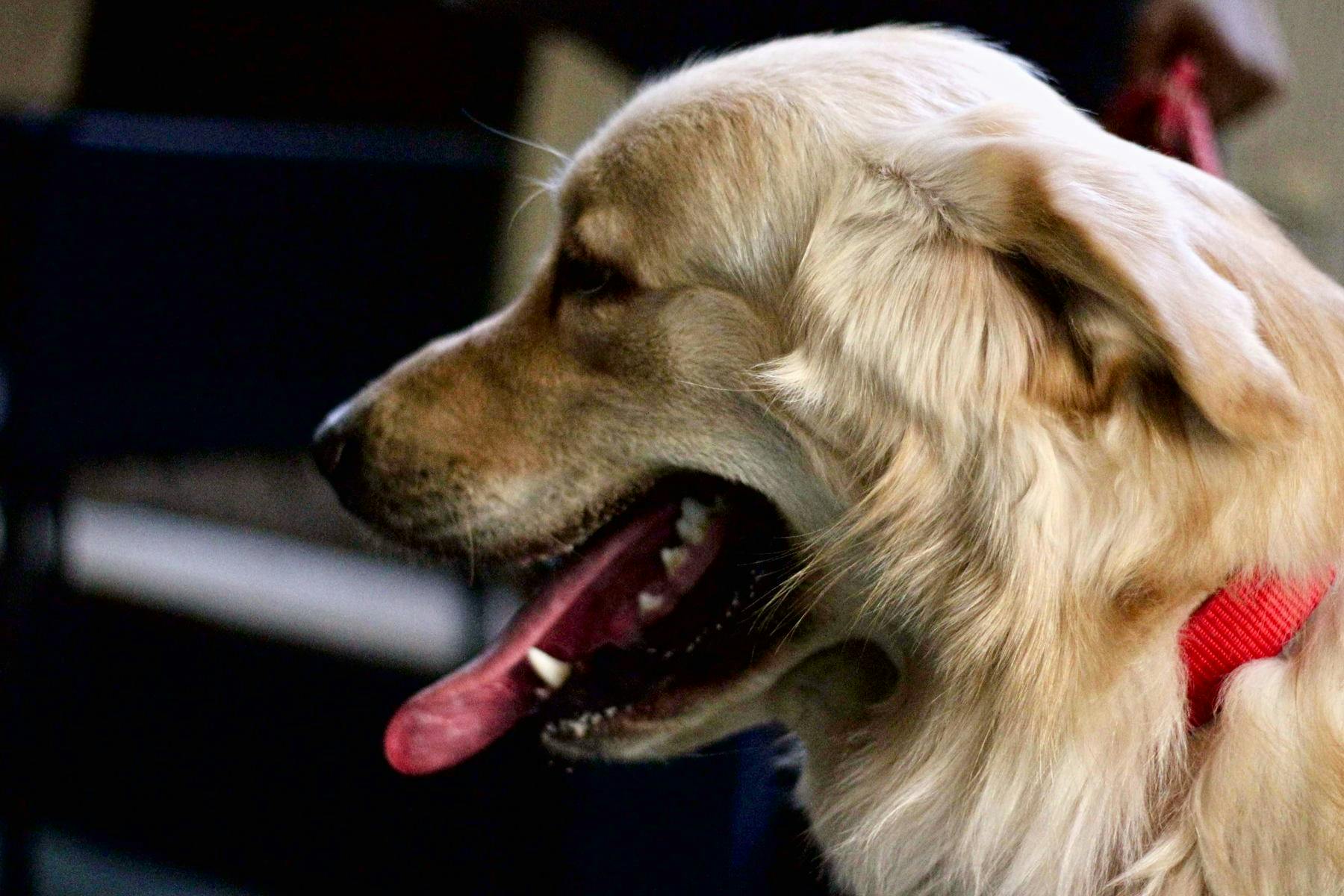 Top Dog Sitters and Boarders in Fort Wayne, IN Wag!