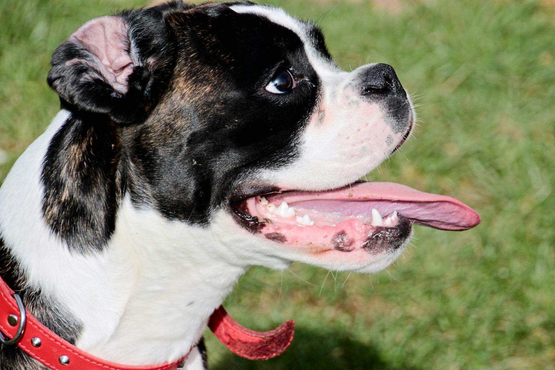 Top Dog Sitters and Boarders in Fort Worth, TX Wag!