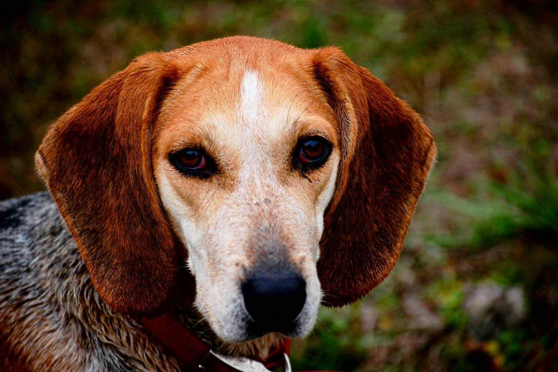 Top Dog Sitters and Boarders in Fort Worth, TX Wag!