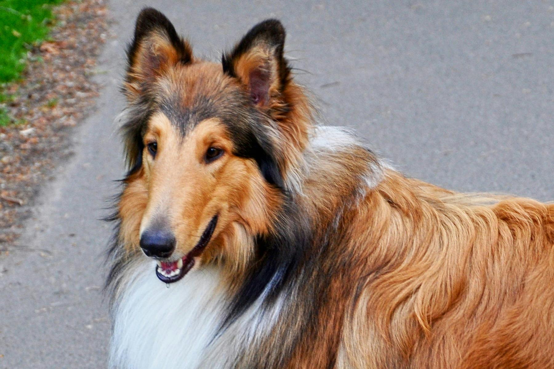 Top Dog Sitters and Boarders in Fort Worth, TX Wag!