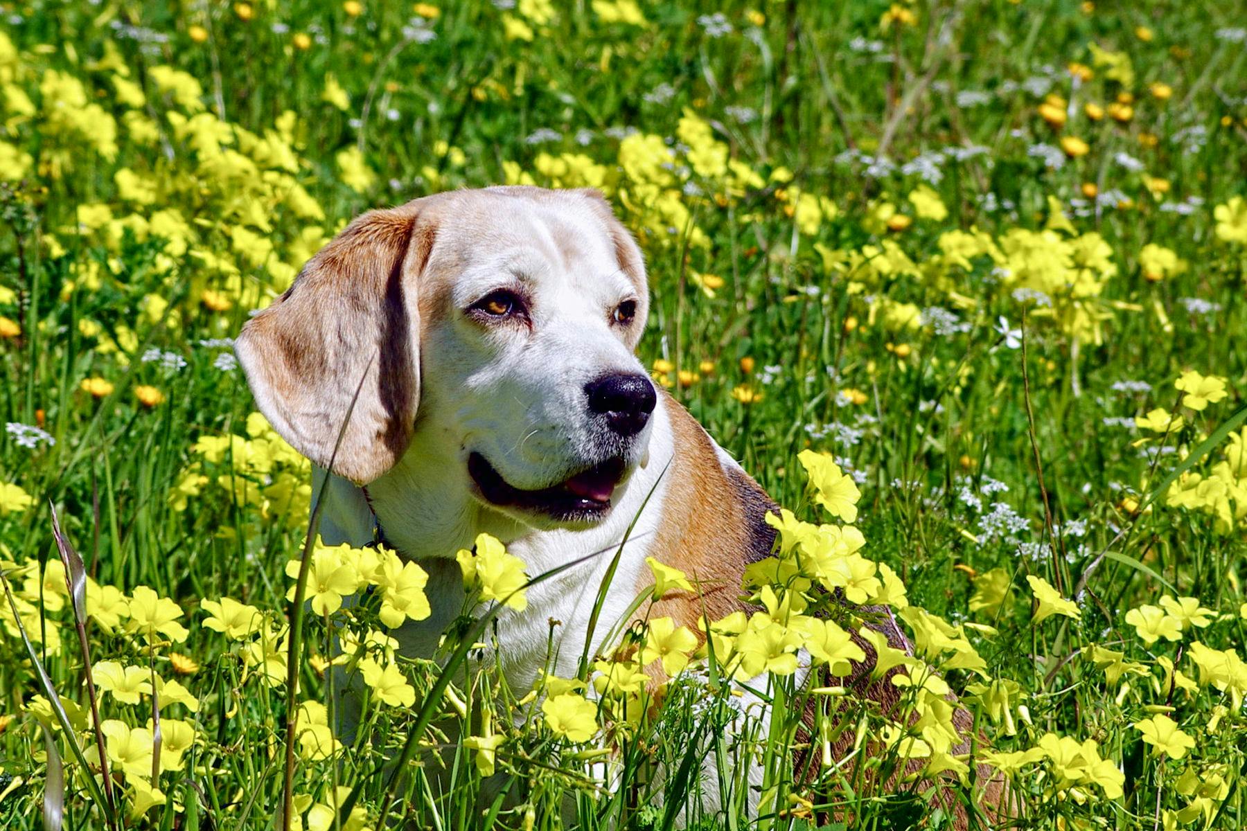 Top Dog Sitters and Boarders in Fort Worth, TX Wag!