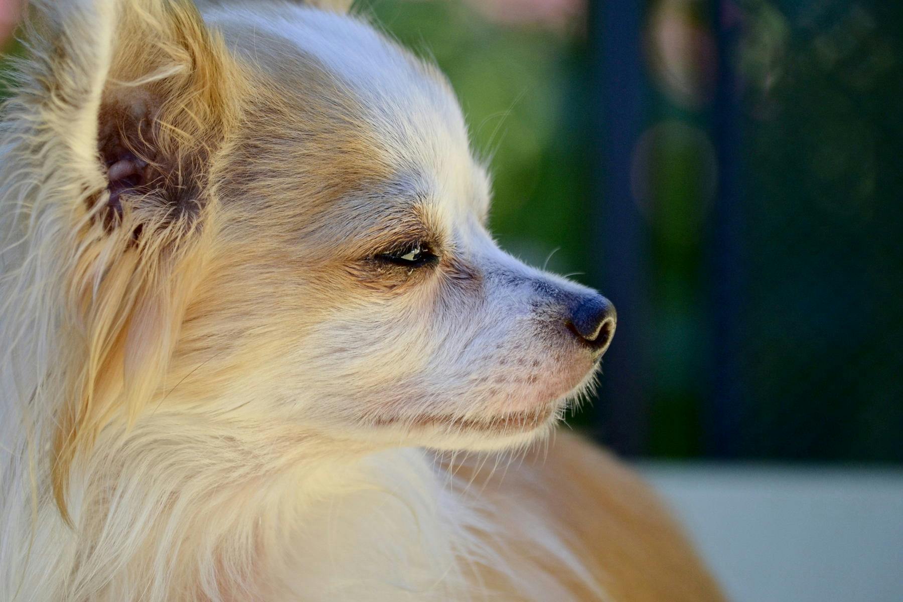 Top Dog Sitters and Boarders in Fort Worth, TX Wag!