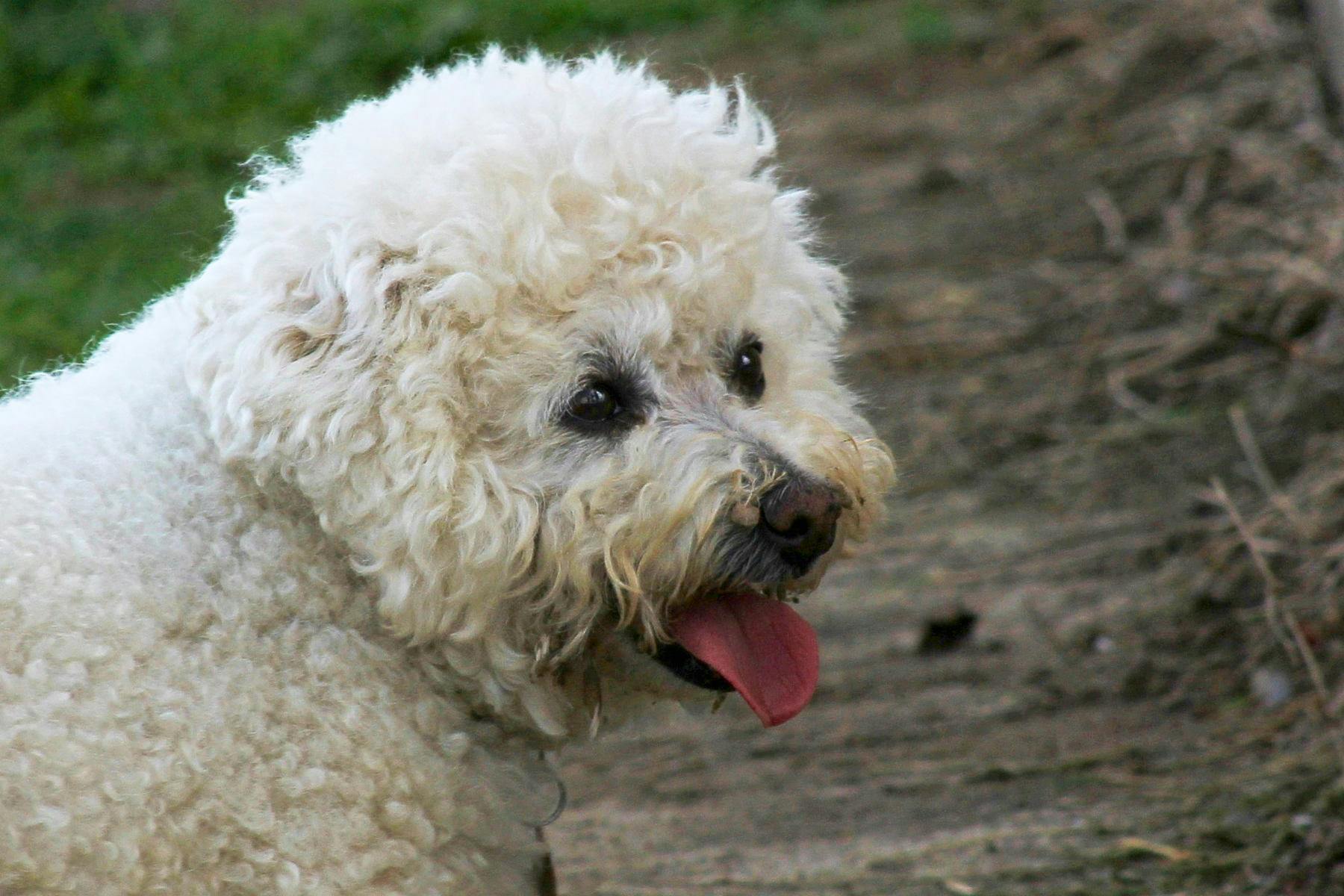 Top Dog Sitters and Boarders in Fresno, CA Wag!