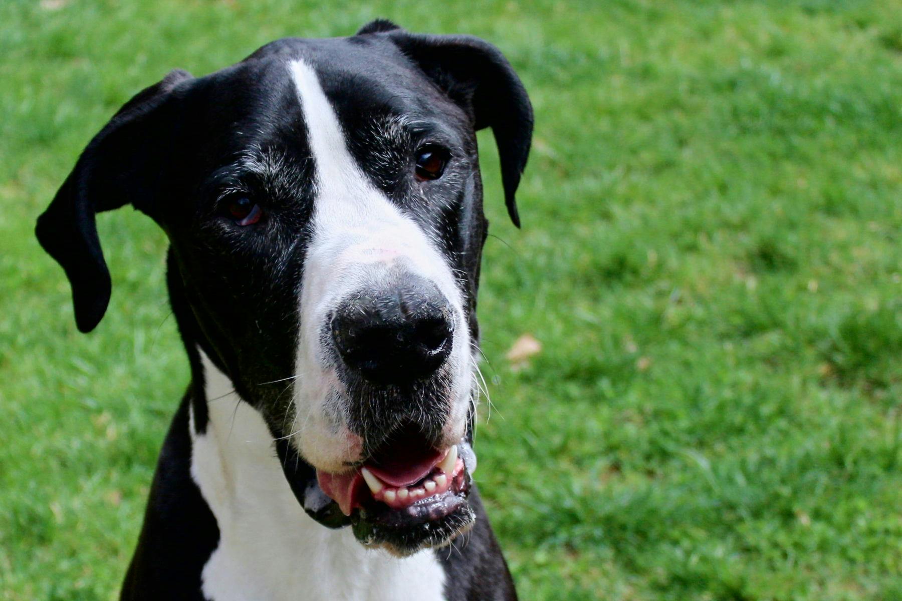 Top Dog Sitters and Boarders in Fresno, CA Wag!