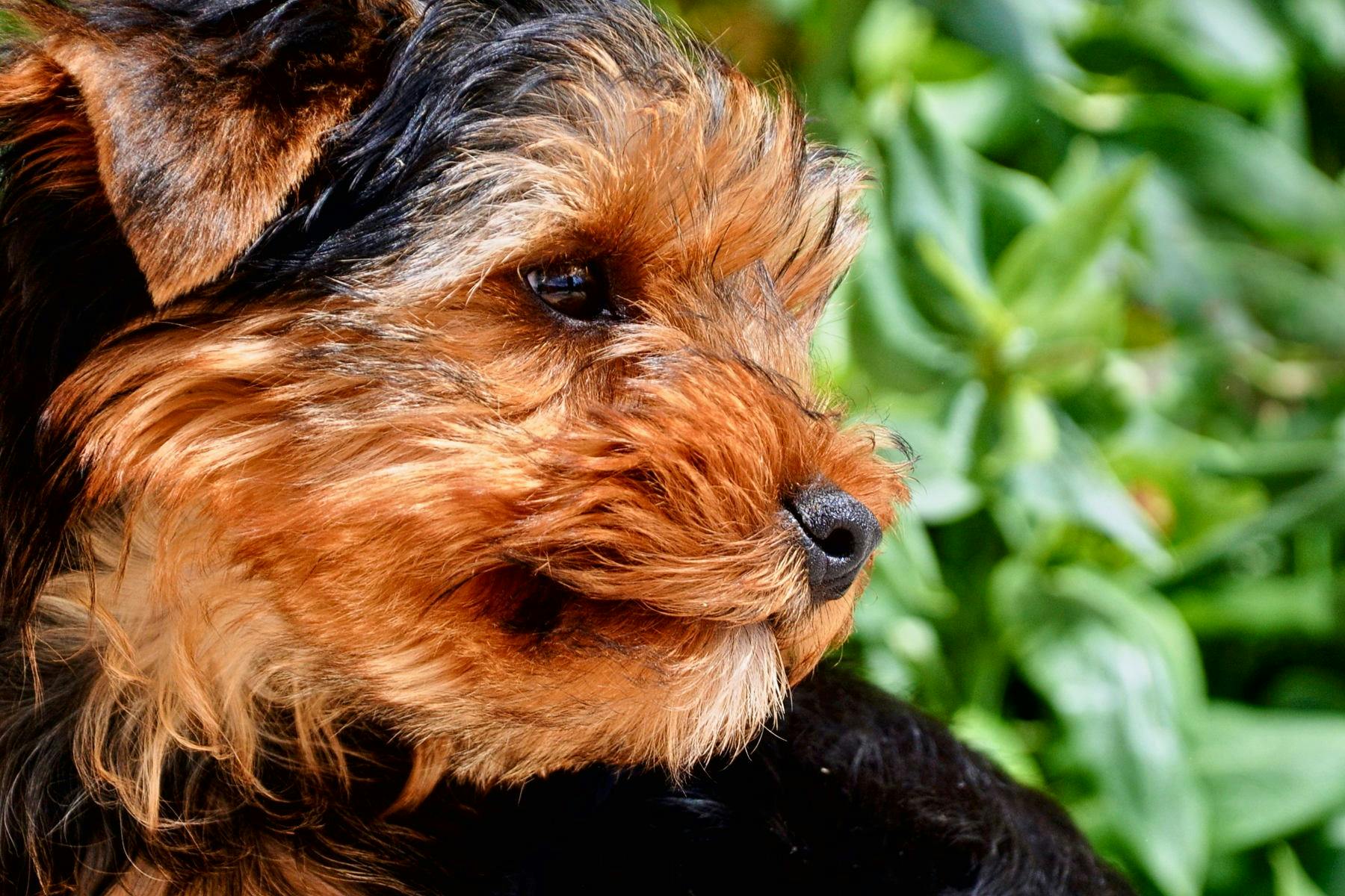 Top Dog Sitters and Boarders in Fresno, CA Wag!