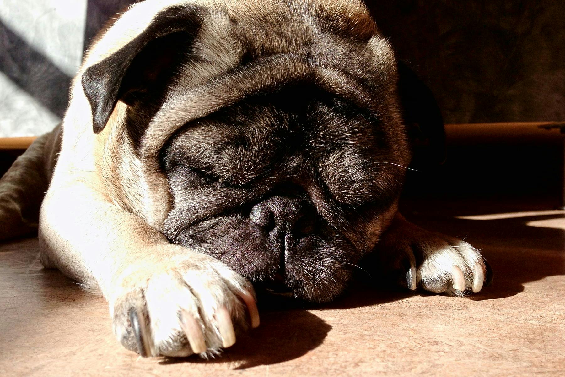 Top Dog Sitters and Boarders in Fresno, CA Wag!