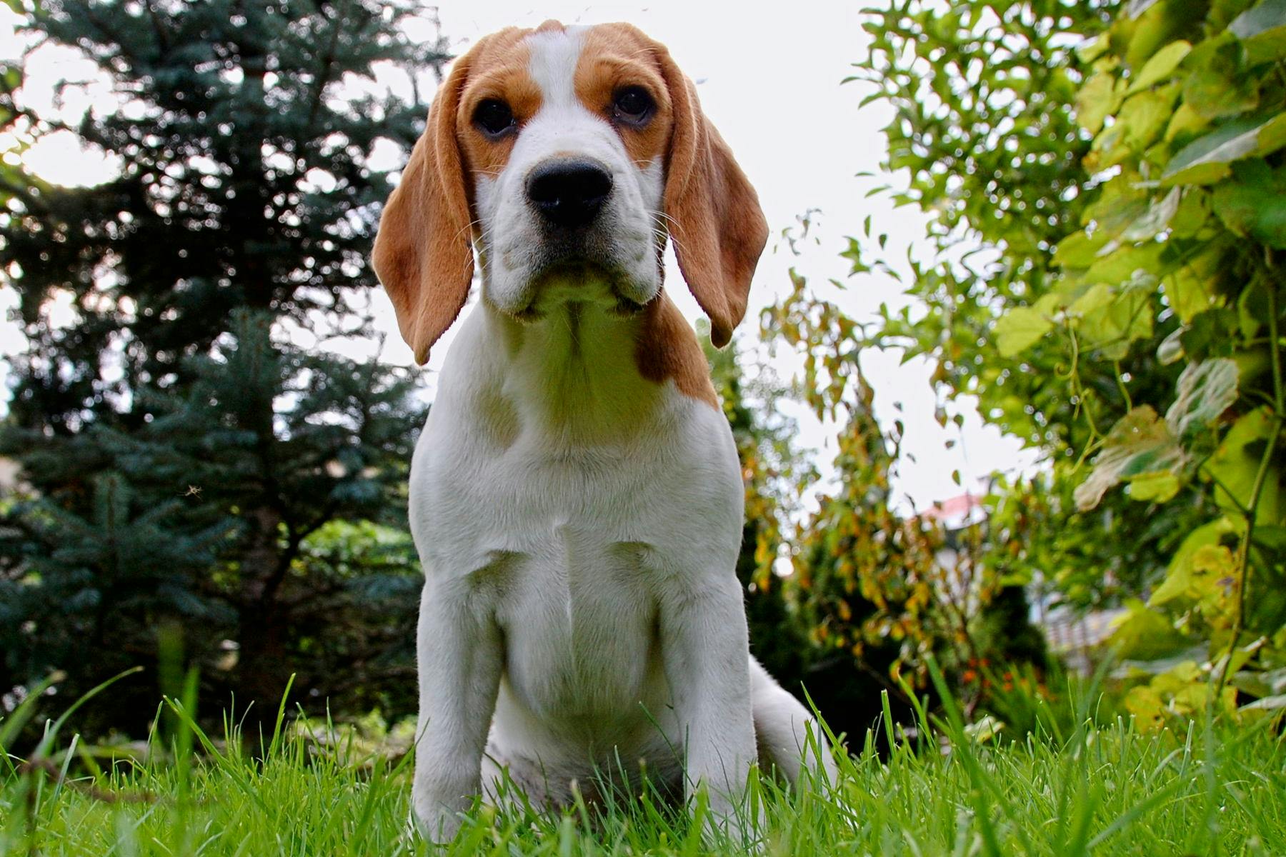 Top Dog Sitters and Boarders in Sandusky, OH 44870 Wag!