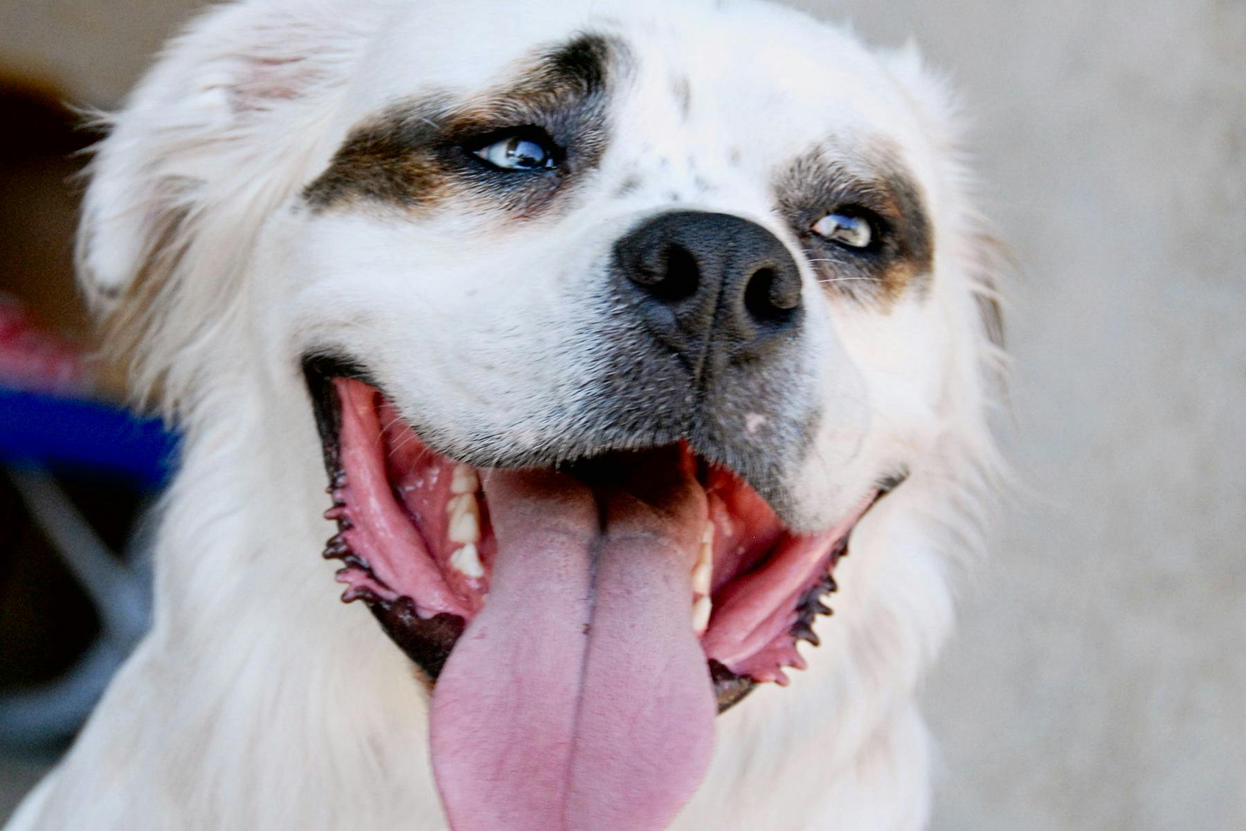 Top Dog Sitters and Boarders in Grand Rapids, MI Wag!