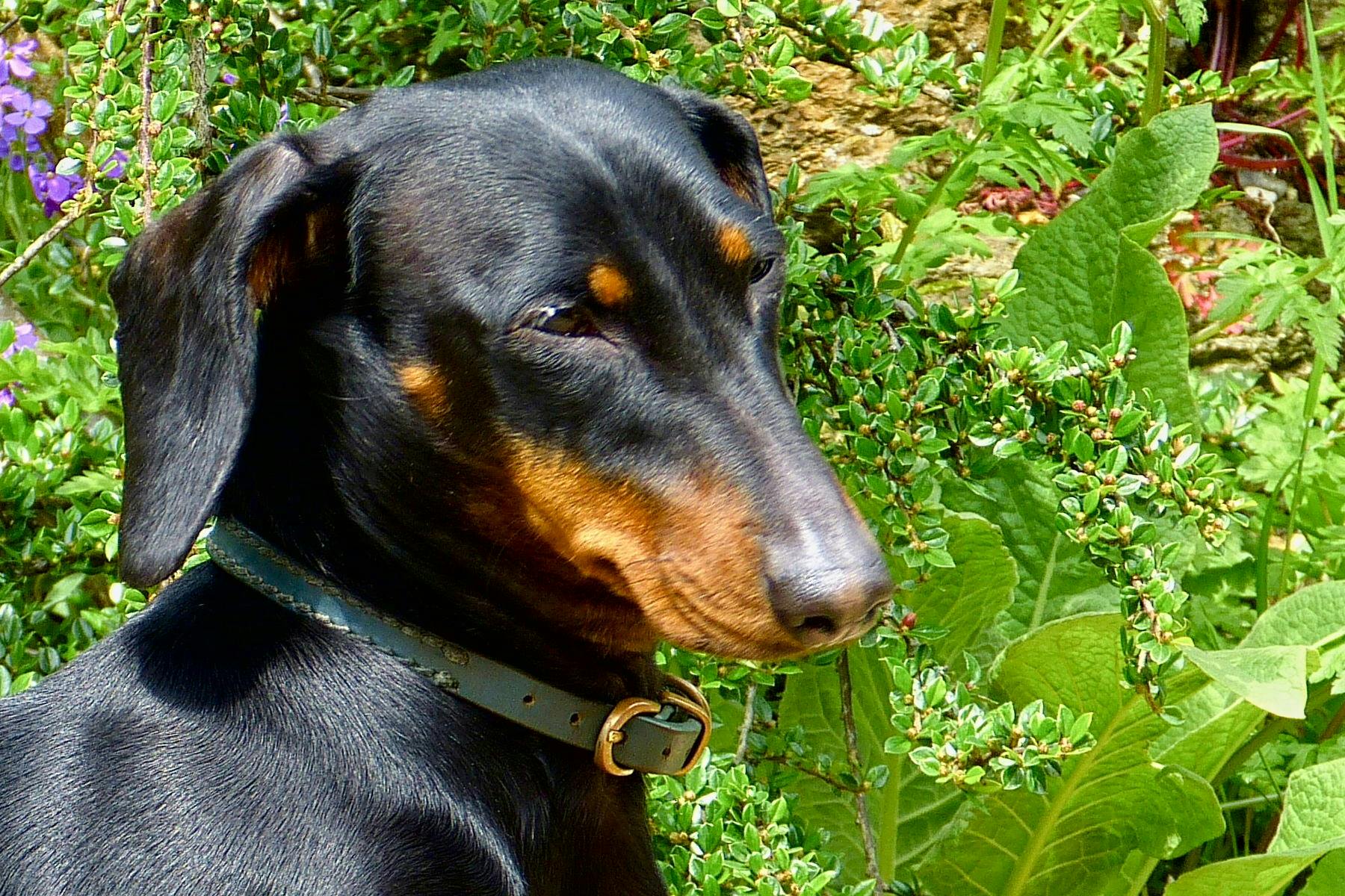 Top Dog Sitters and Boarders in Grand Rapids, MI Wag!