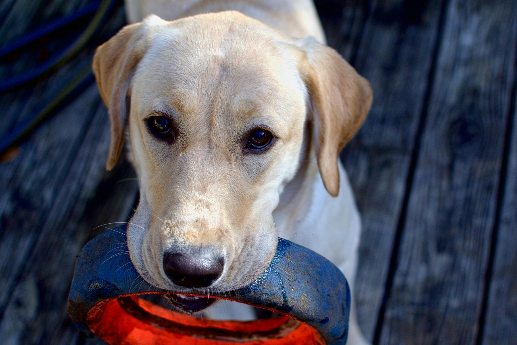 Top Dog Sitters and Boarders in Hilliard, OH Wag!