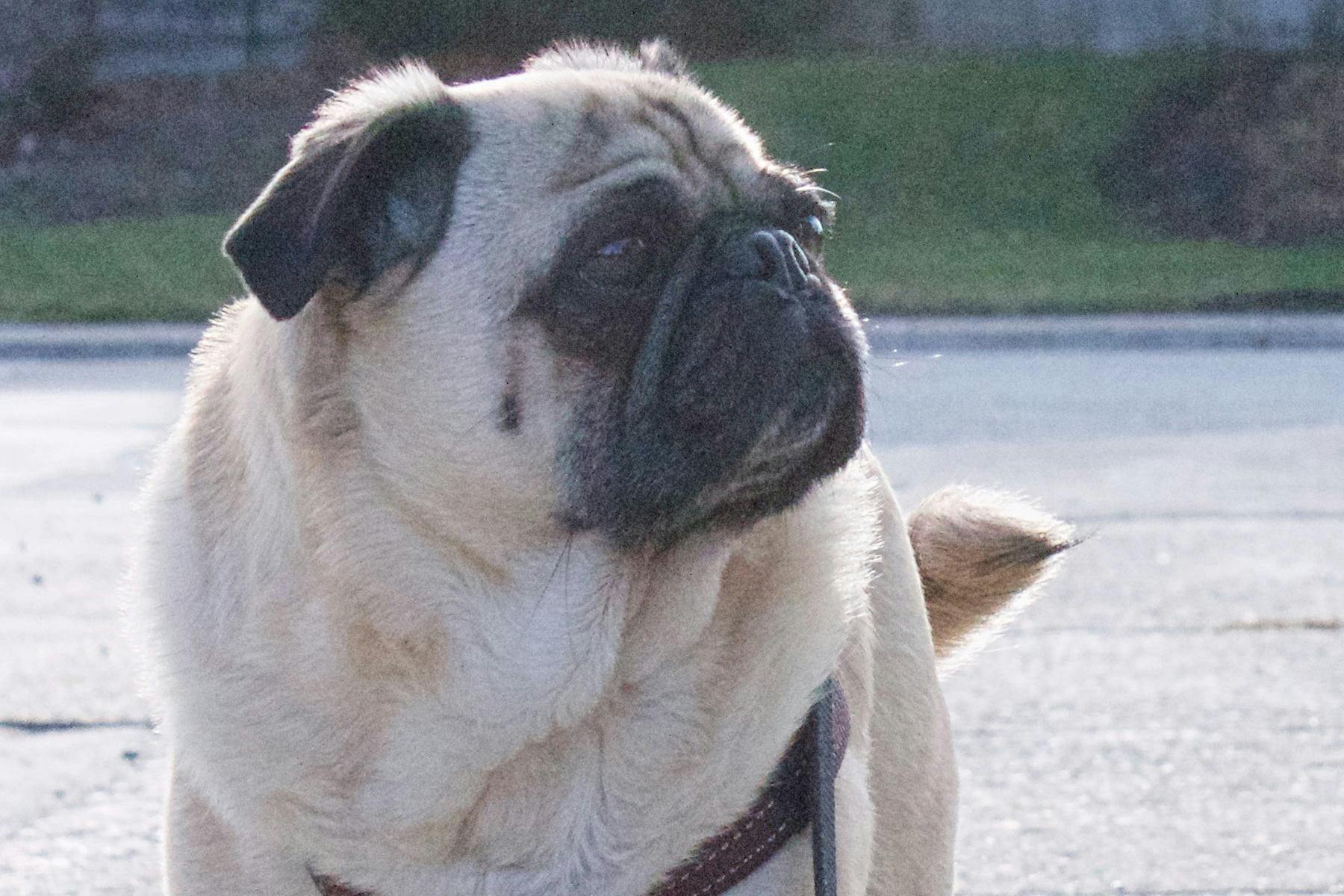 Top Dog Sitters and Boarders in Hilliard, OH Wag!