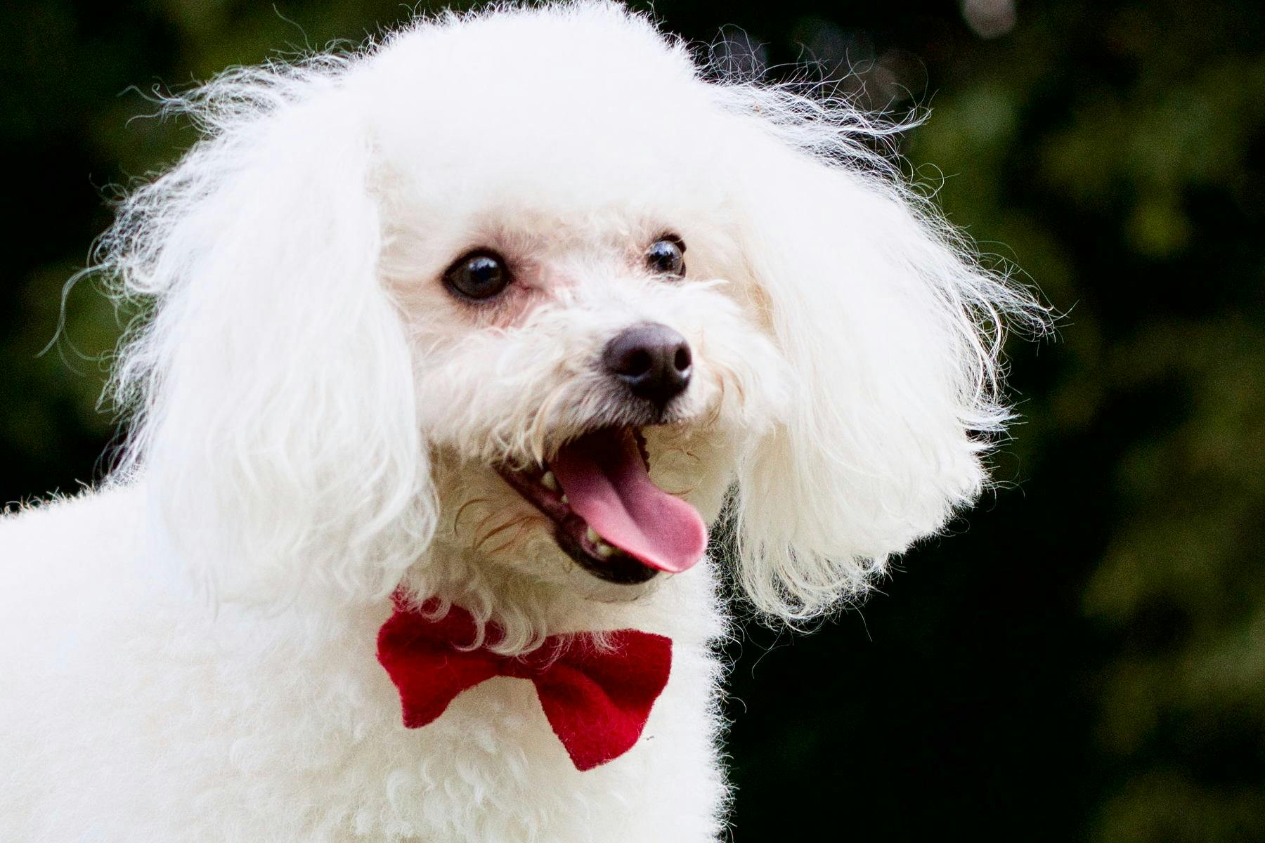 Top Dog Sitters and Boarders in Hilliard, OH Wag!