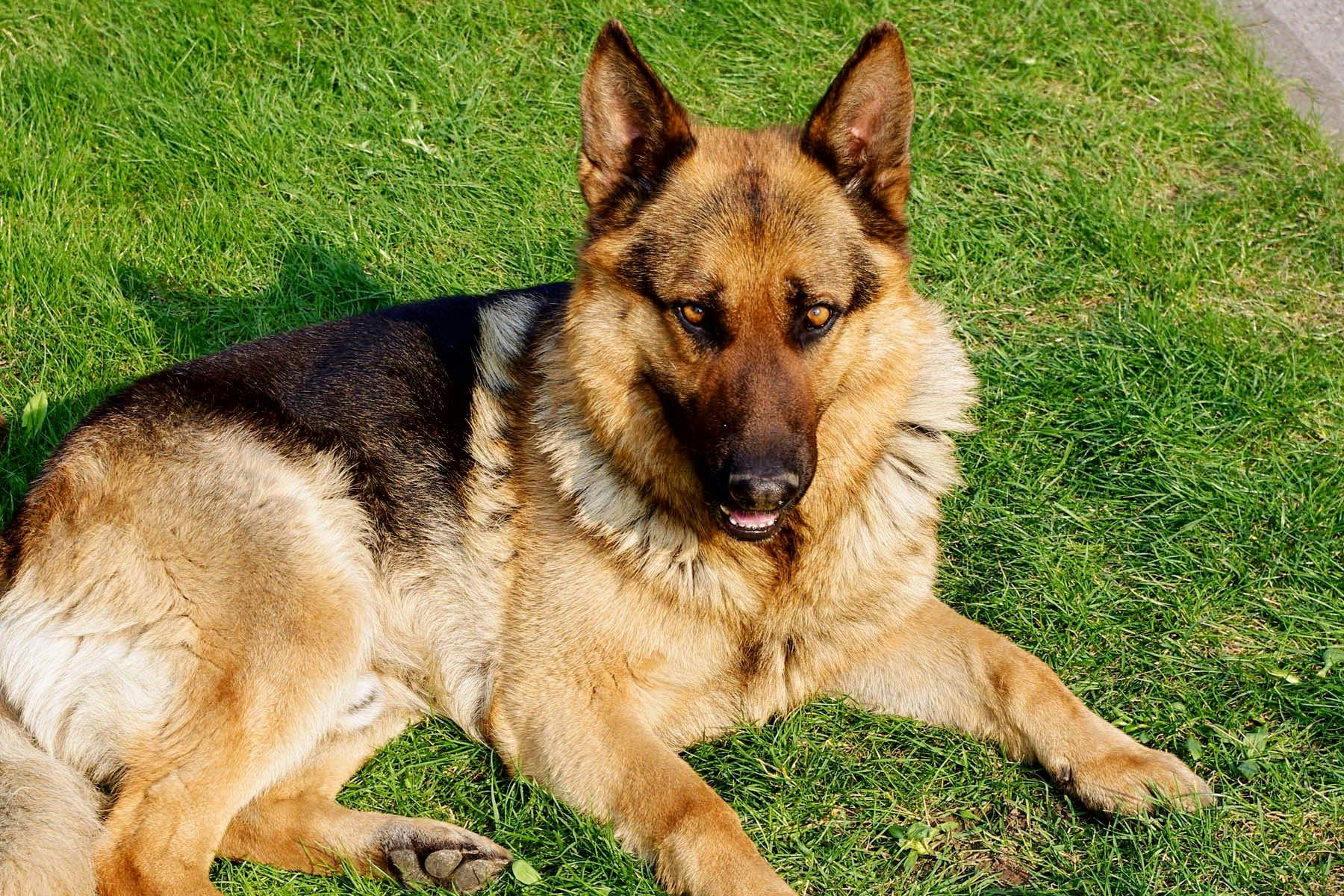 Top Dog Sitters and Boarders in Houston, TX Wag!