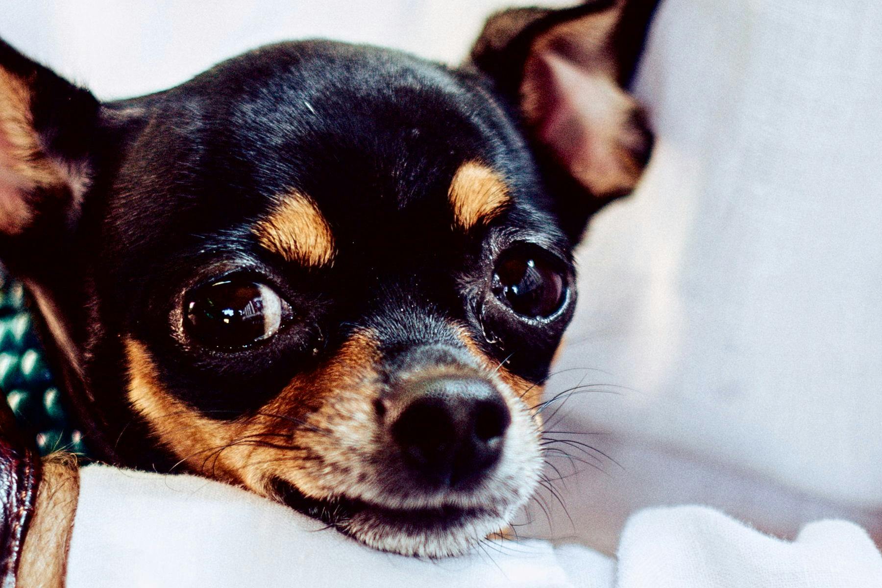 Top Dog Sitters and Boarders in Houston, TX Wag!