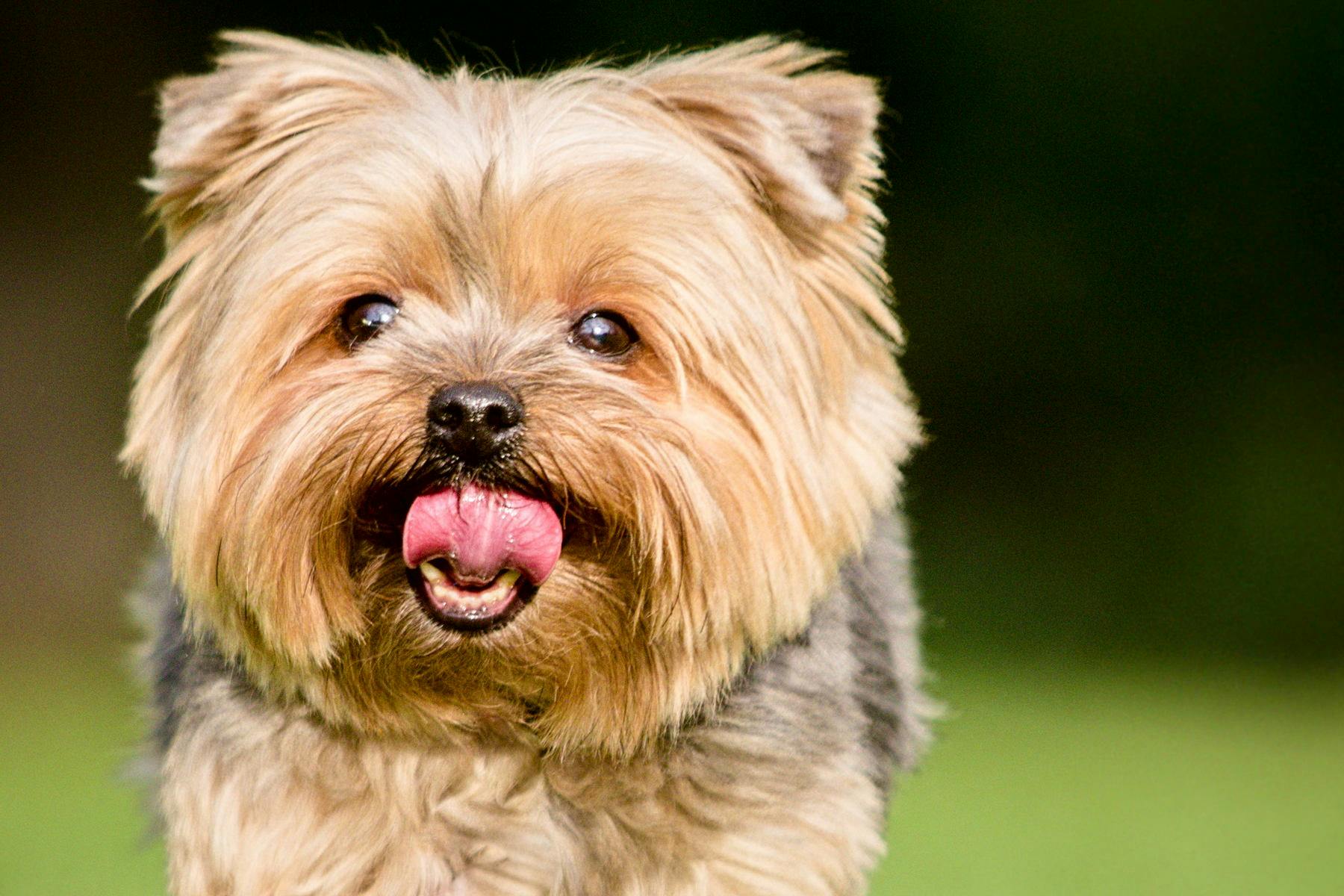 Top Dog Sitters and Boarders in Hudson, NY 12534 Wag!