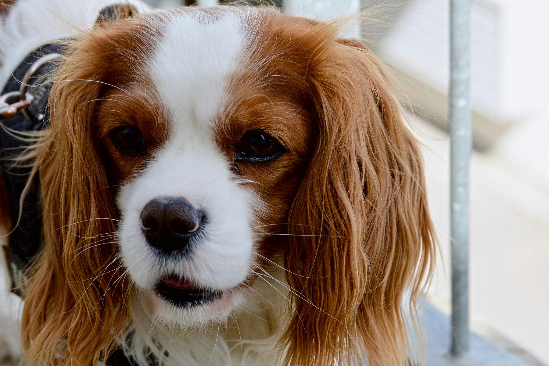 Top Dog Sitters and Boarders in Hudson, NY 12534 Wag!