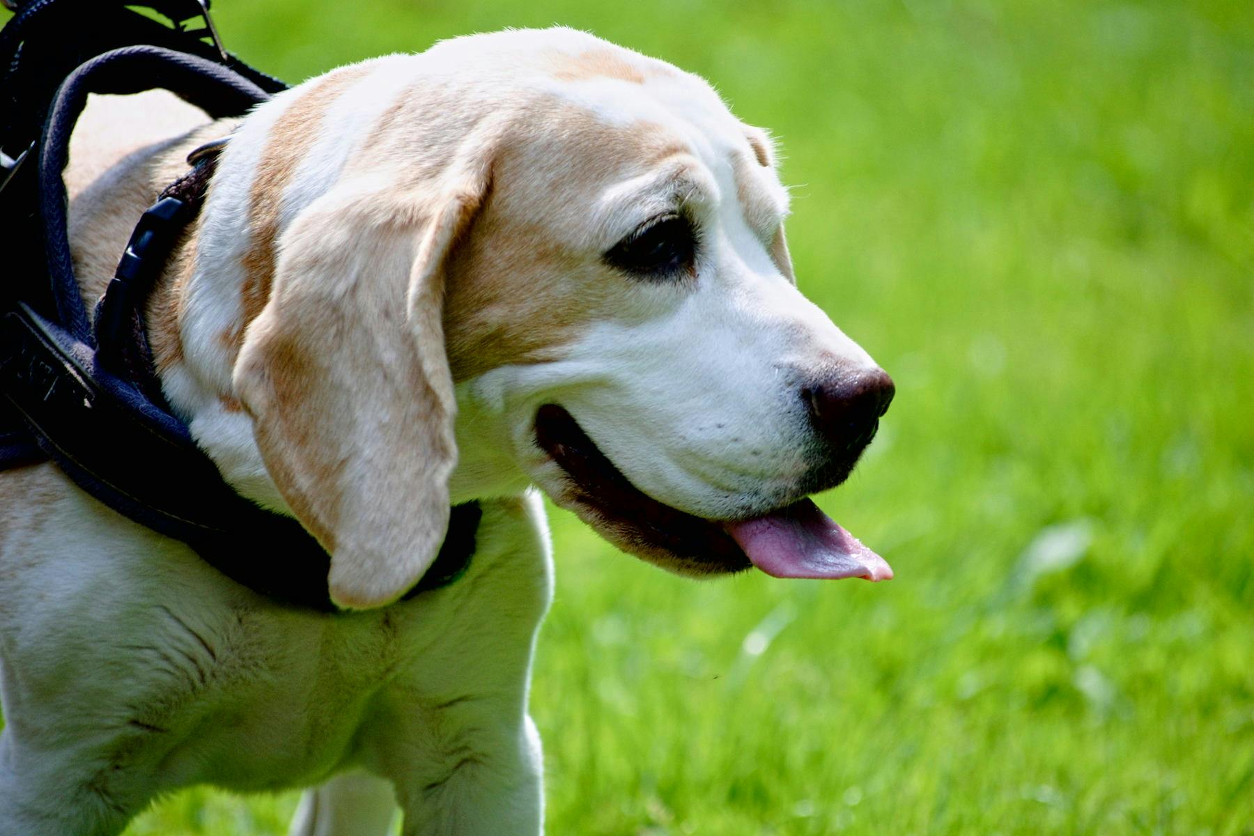 Top Dog Sitters and Boarders in Hudson, NY 12534 Wag!