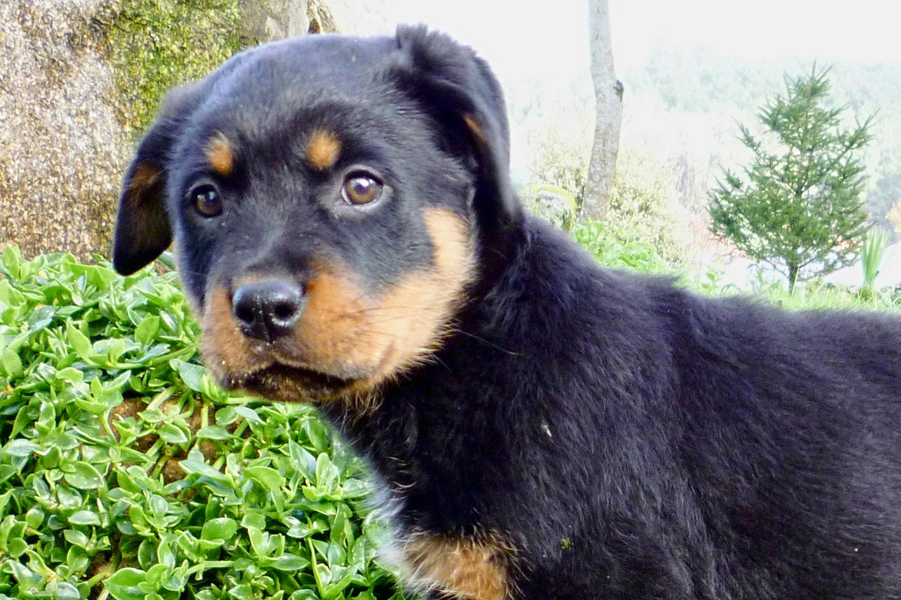 The Great Indy Pet Expo