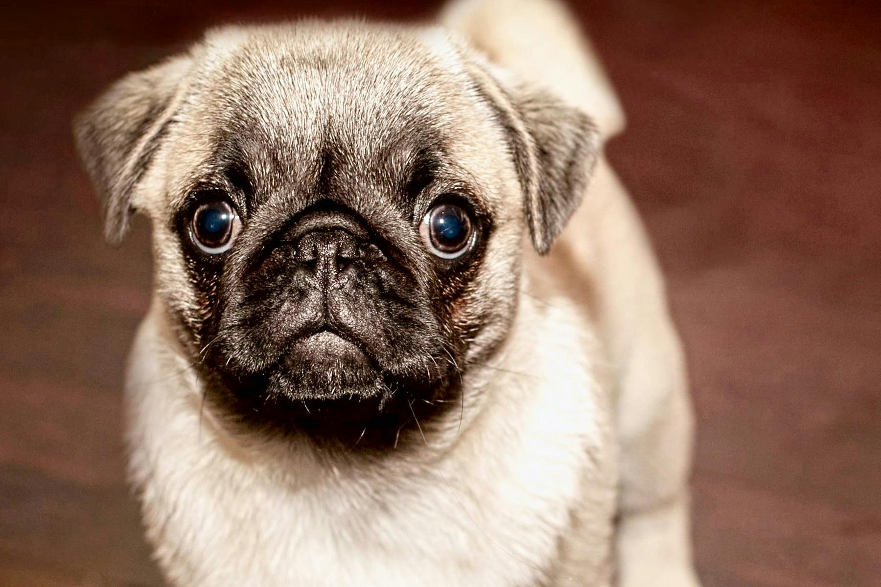 Country Tails and Crafty Ales