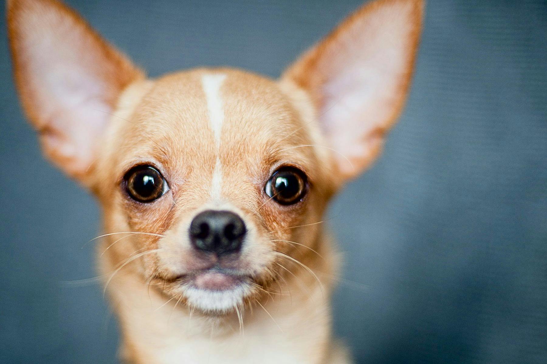 Top Dog Sitters and Boarders in Iowa City, IA Wag!